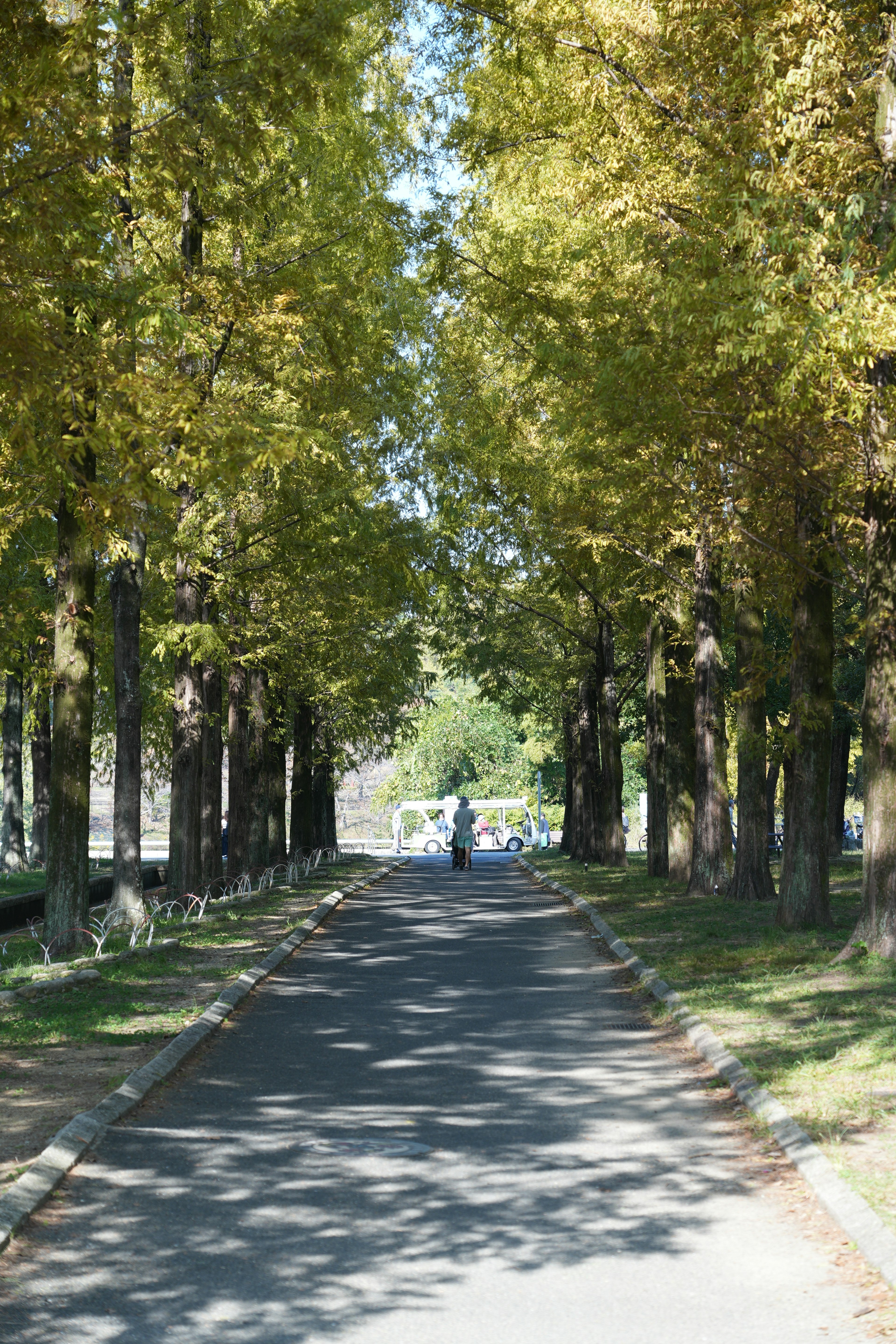 A person walking on a tree-lined path with golden leaves