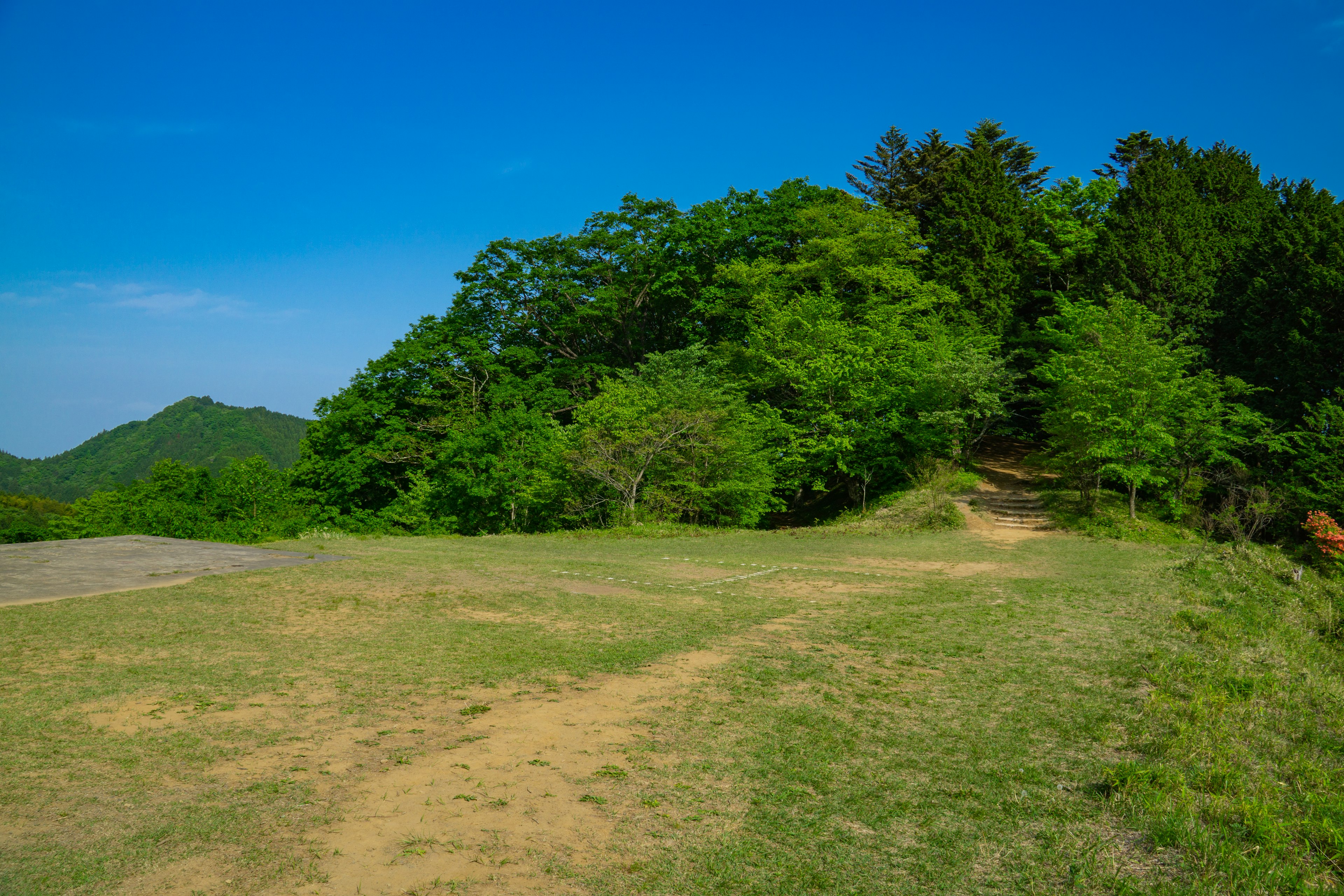 Árboles verdes exuberantes y pradera bajo un cielo azul