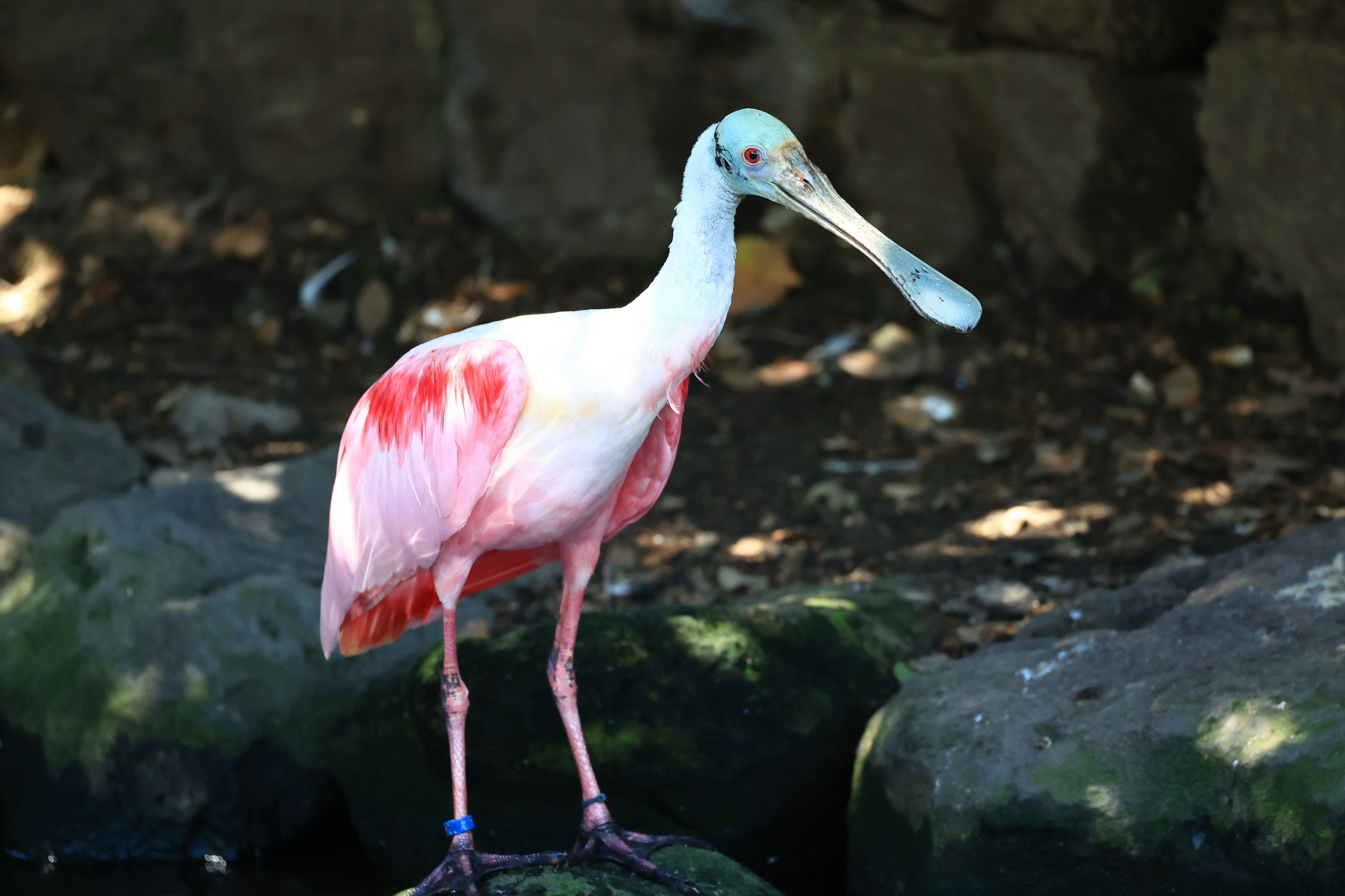 Seekor flamingo merah muda pucat berdiri di atas batu