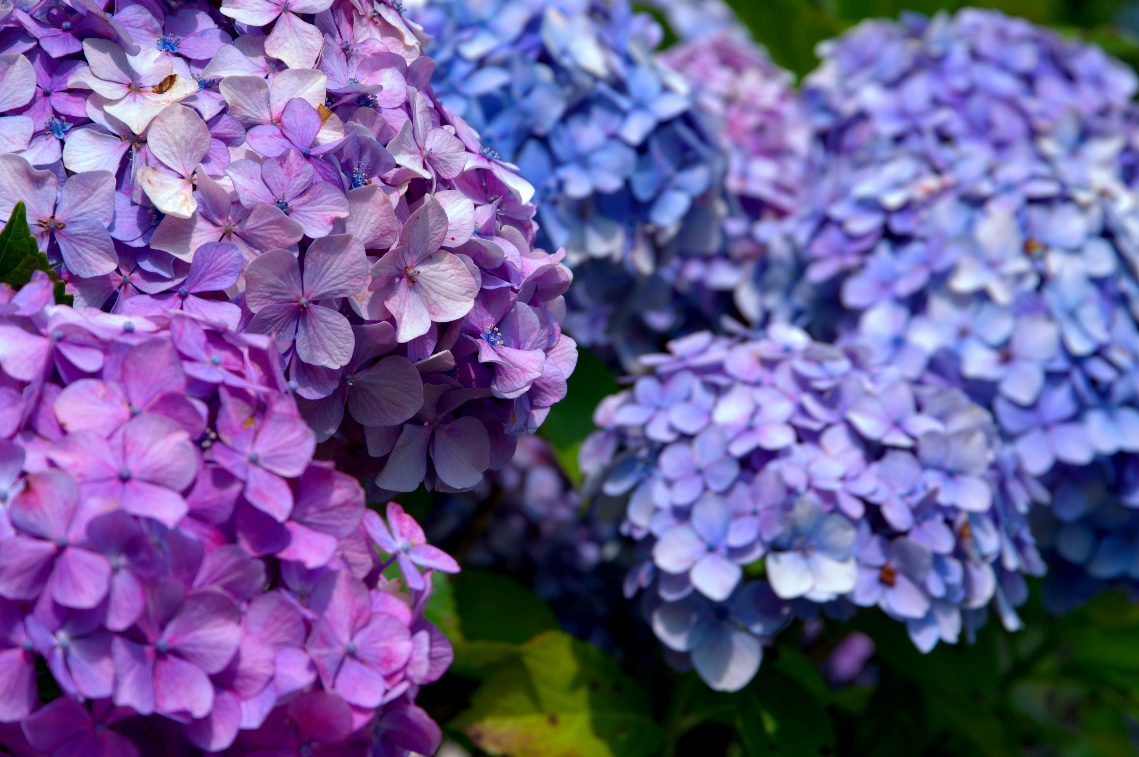 Flores de hortensia en tonos de púrpura y azul