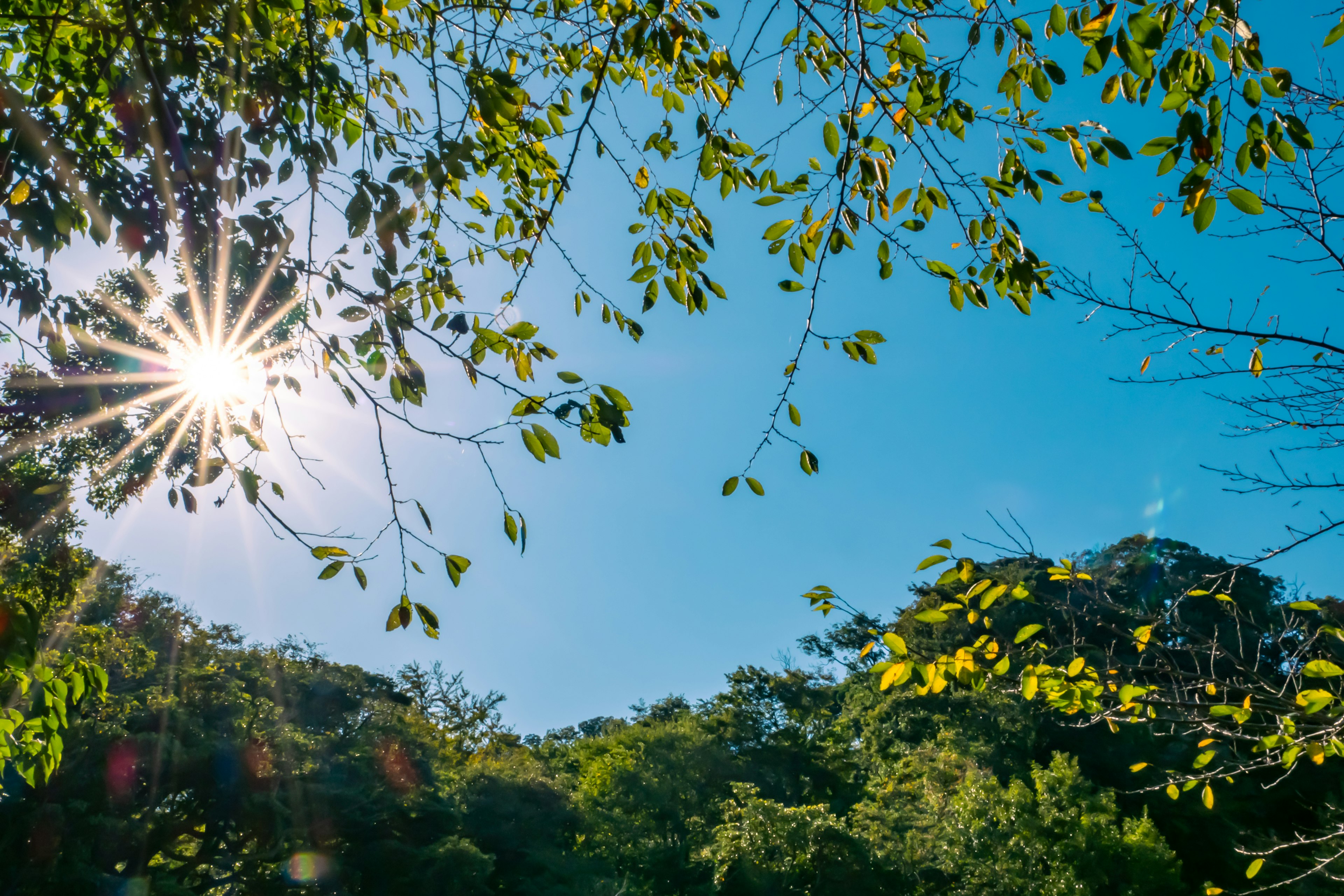 Pemandangan hutan dengan sinar matahari menembus daun hijau dan langit biru