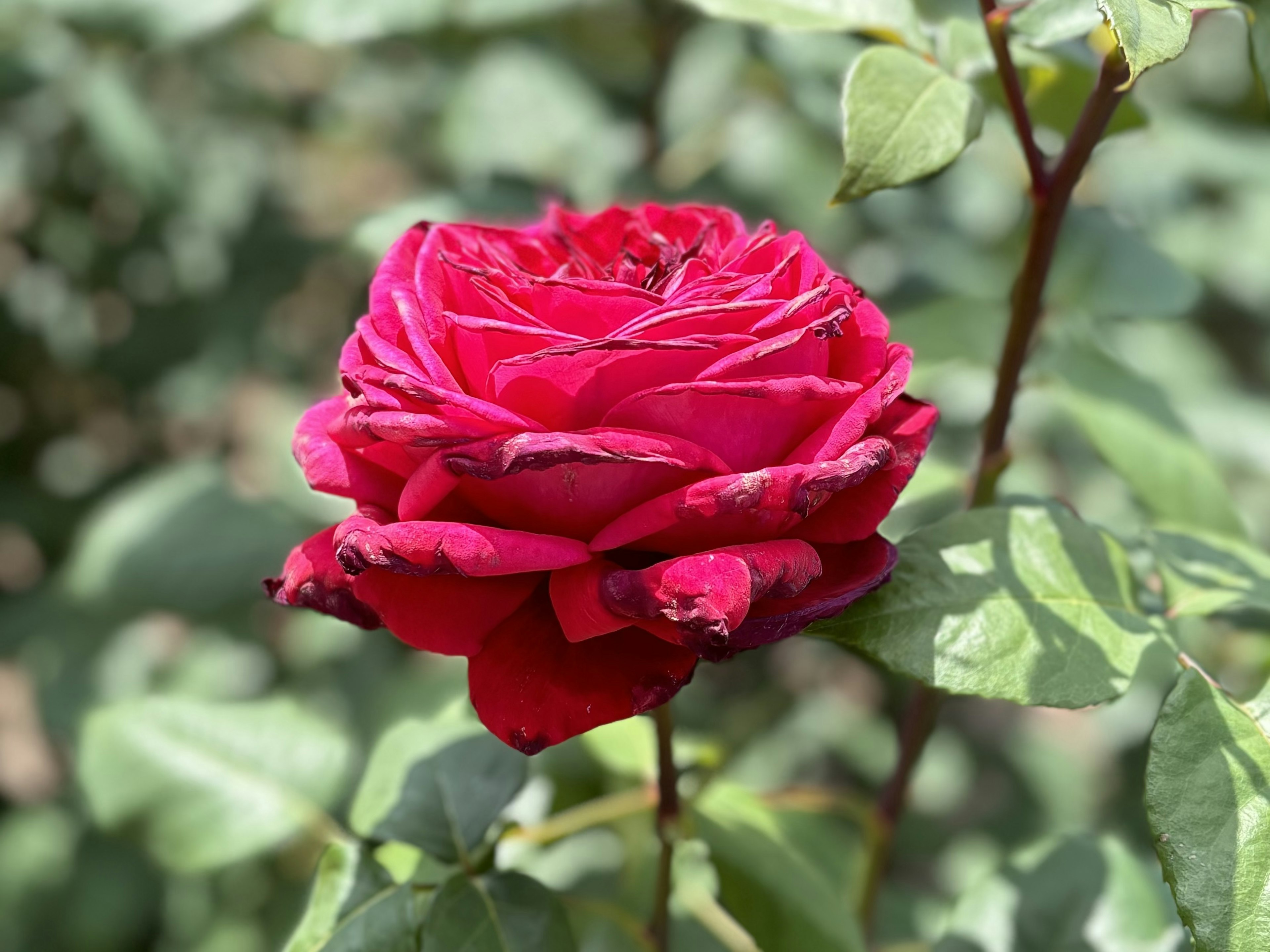 鮮やかな赤いバラの花が緑の葉に囲まれている