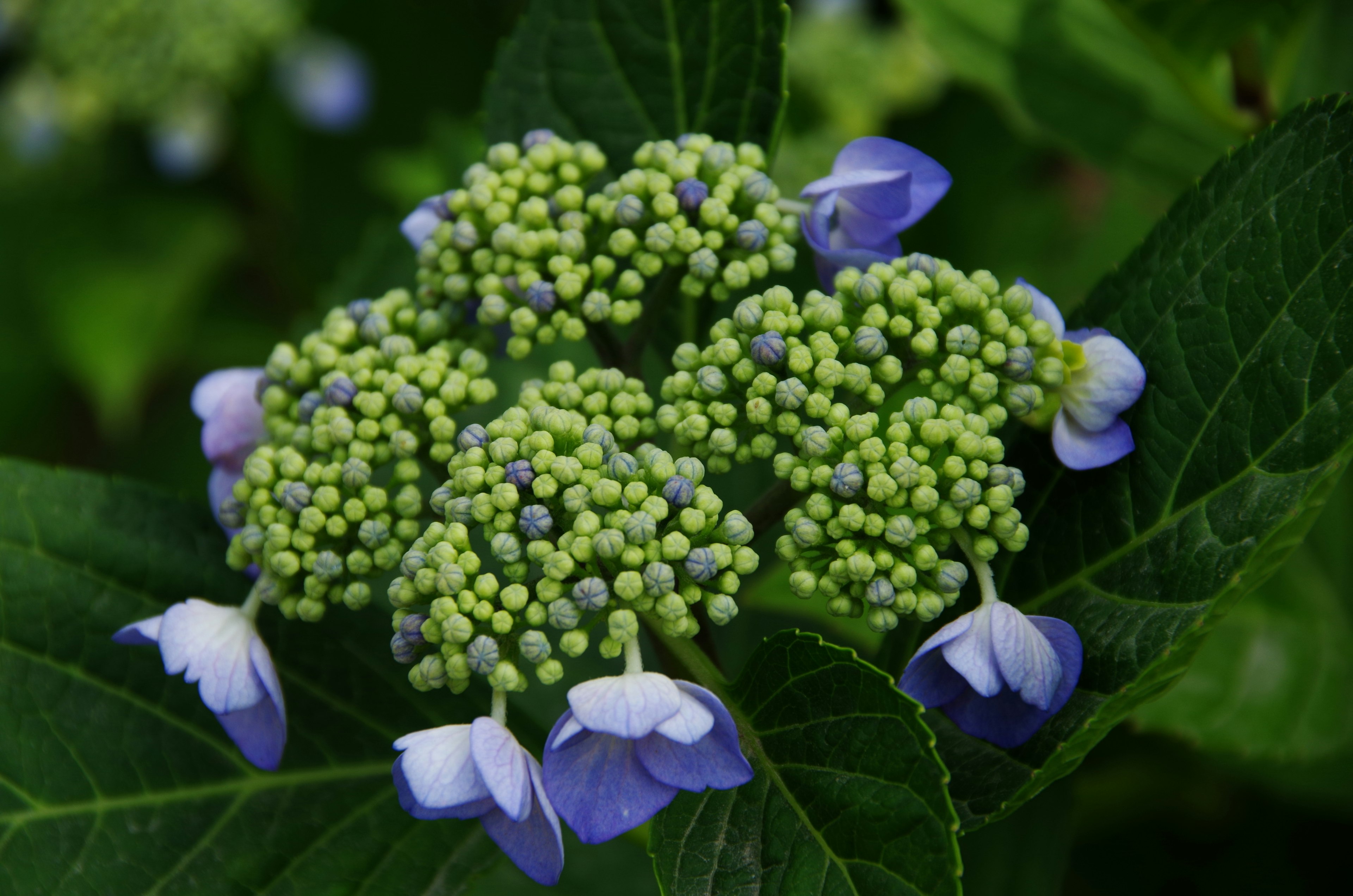 Groupe de boutons d'hortensia avec des pétales bleu violet