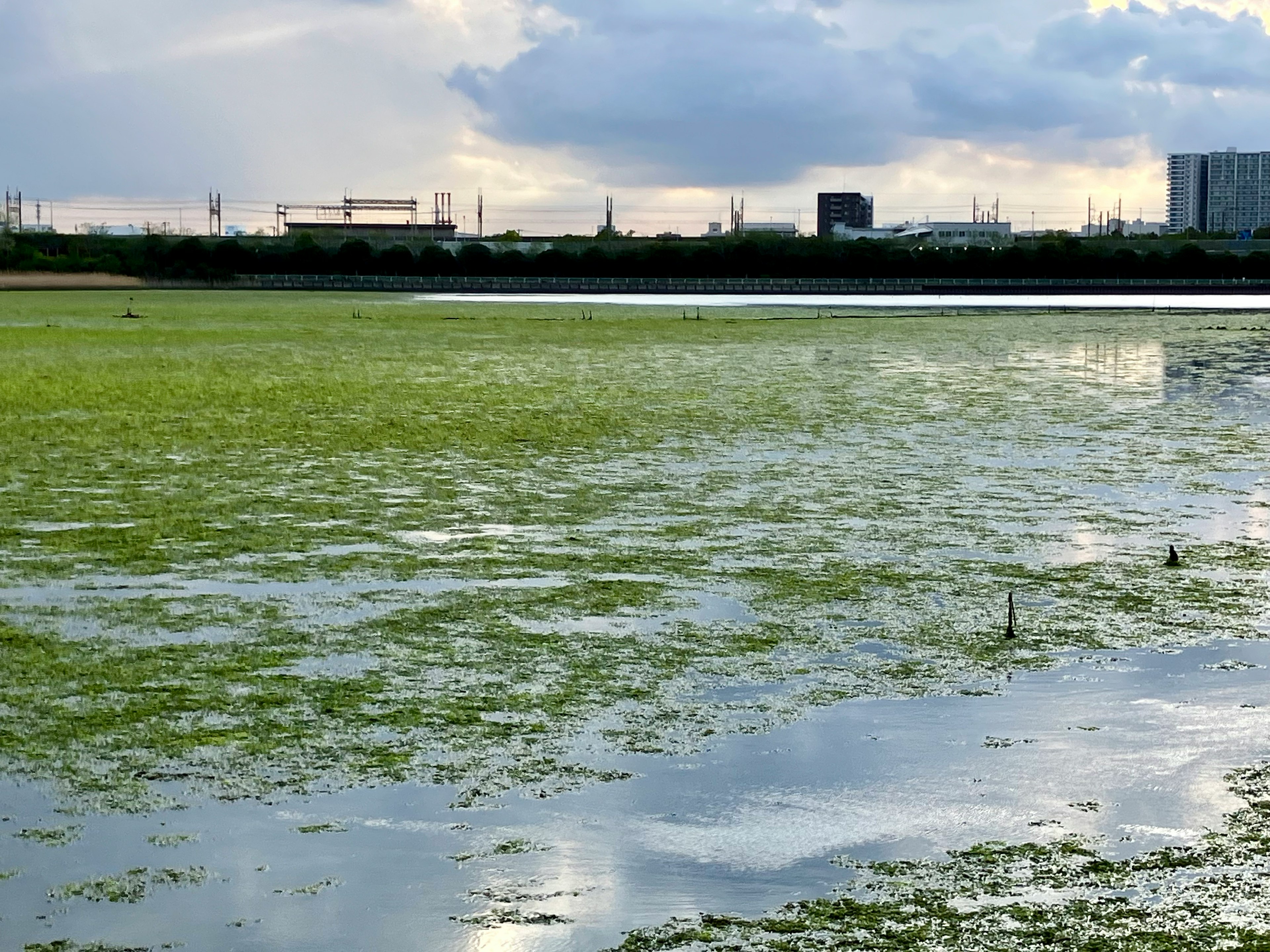 静かな水面に緑の藻類が広がる風景で、遠くにビルが見える