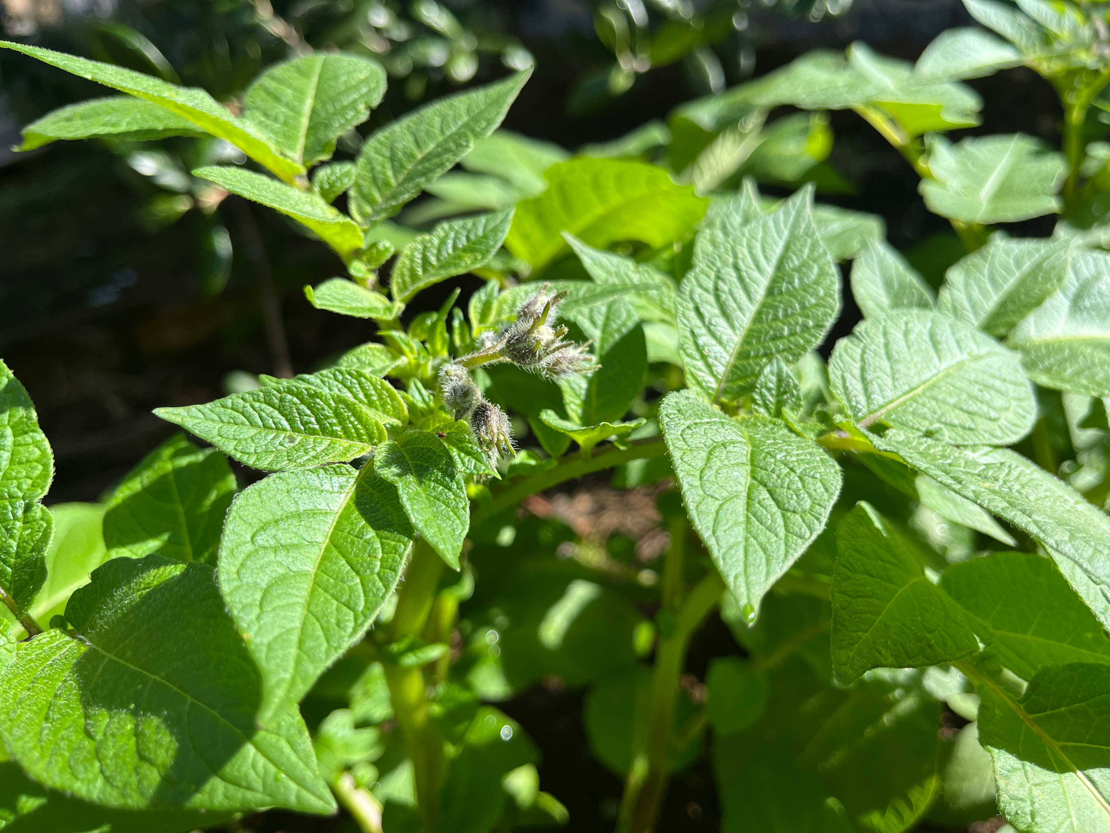 Close-up of green potato leaves and flower buds