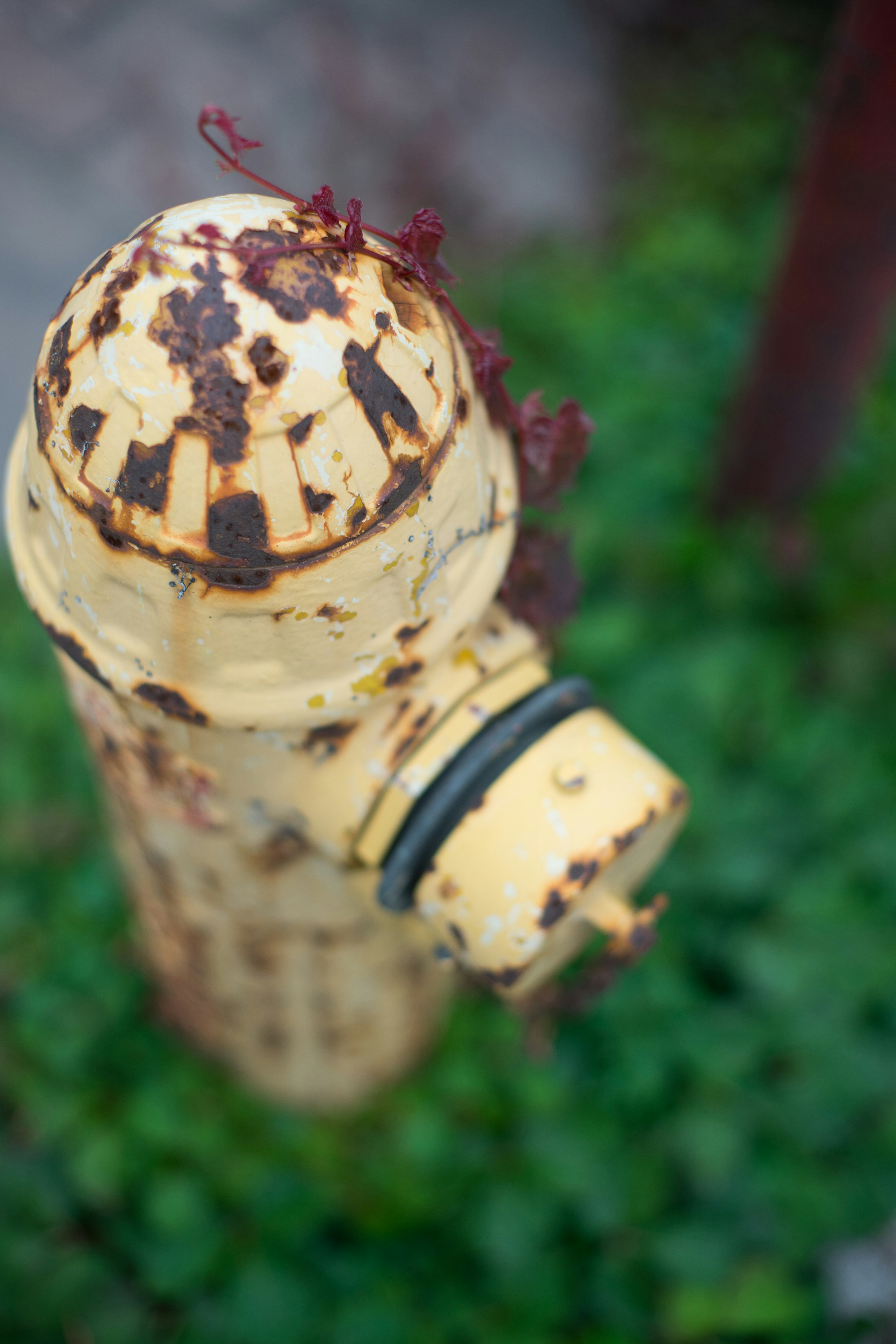 Gros plan sur un ancien hydrant jaune avec de la rouille et de l'herbe verte autour