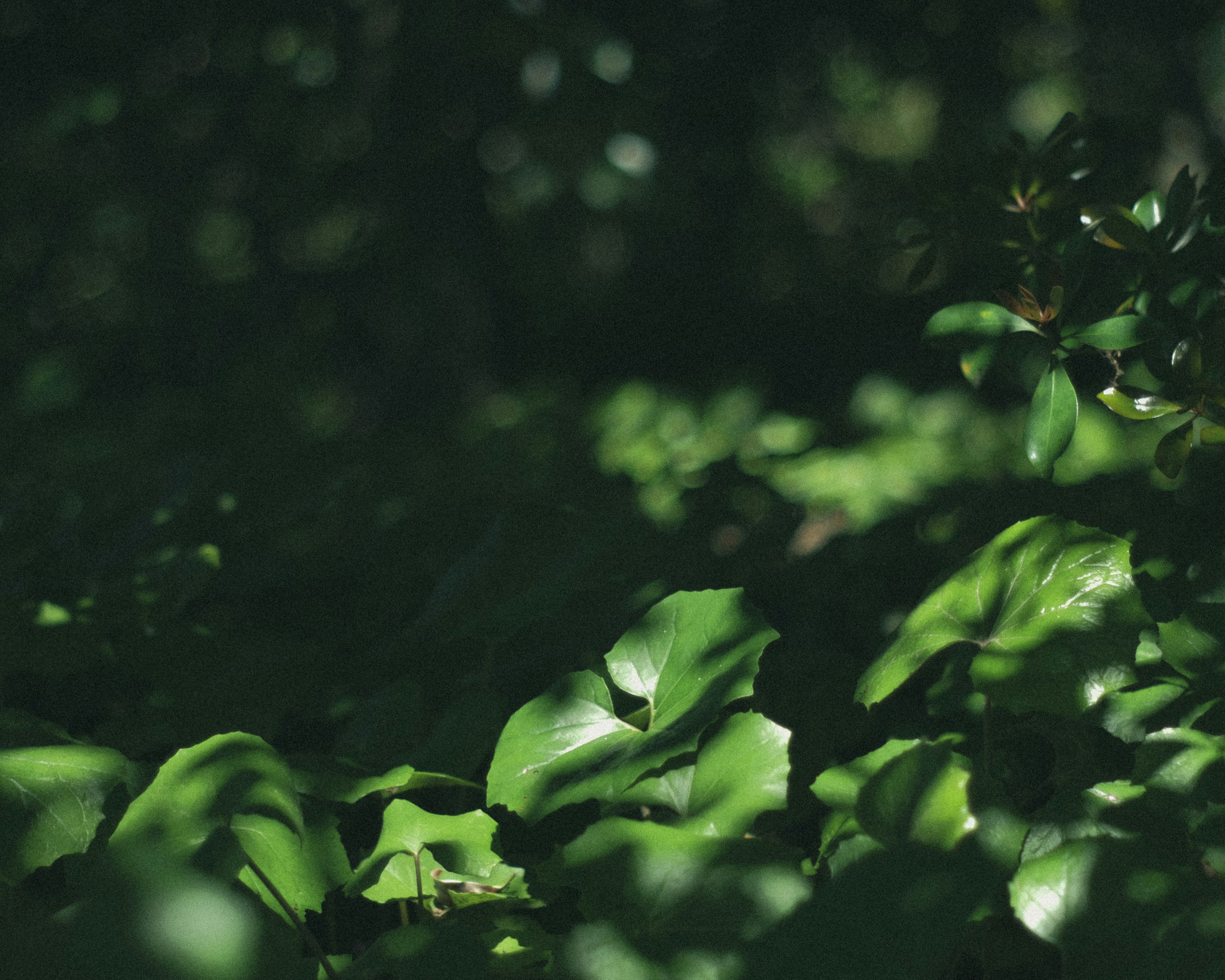 Lush green leaves in a forest setting