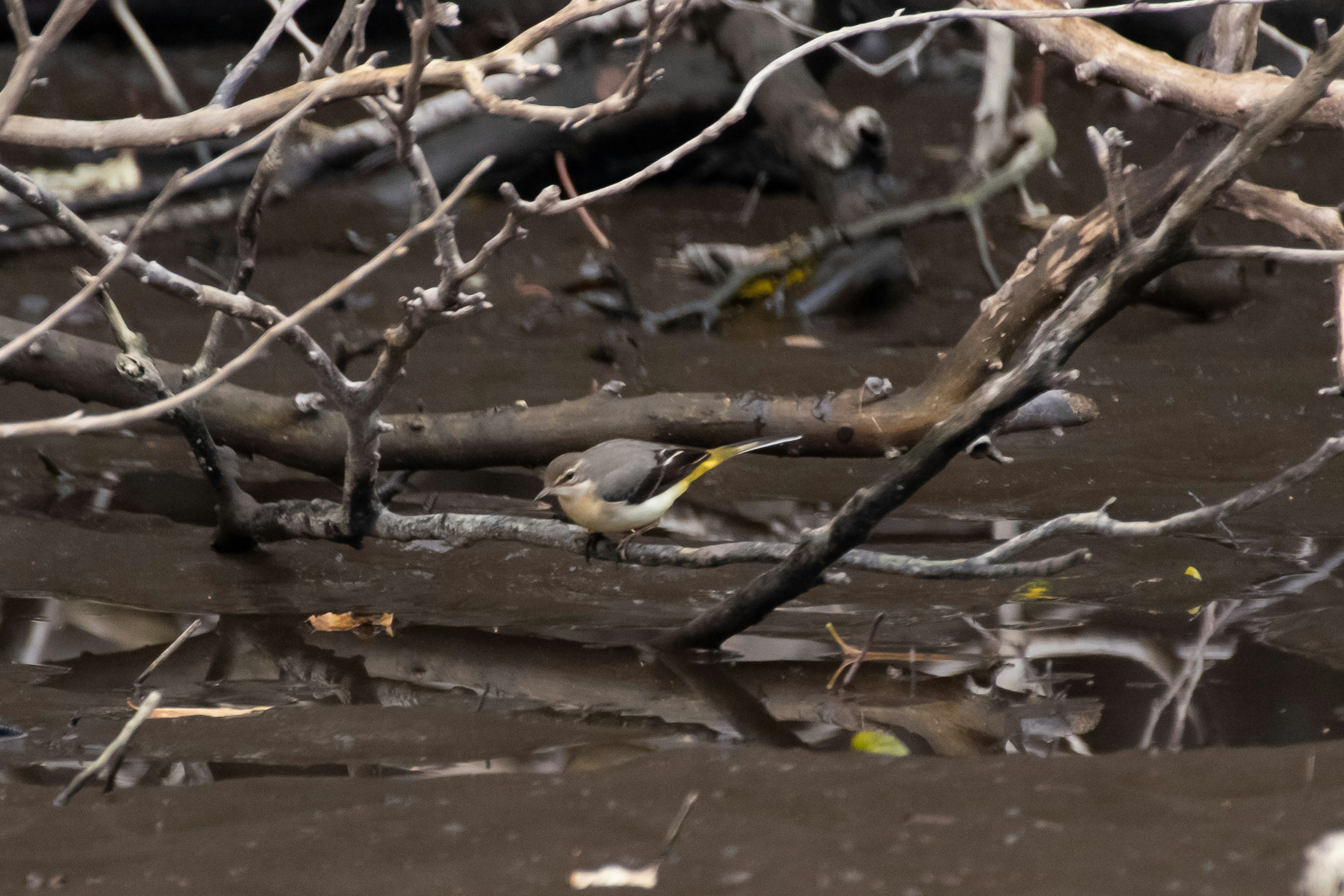 A small bird perched on branches by the water