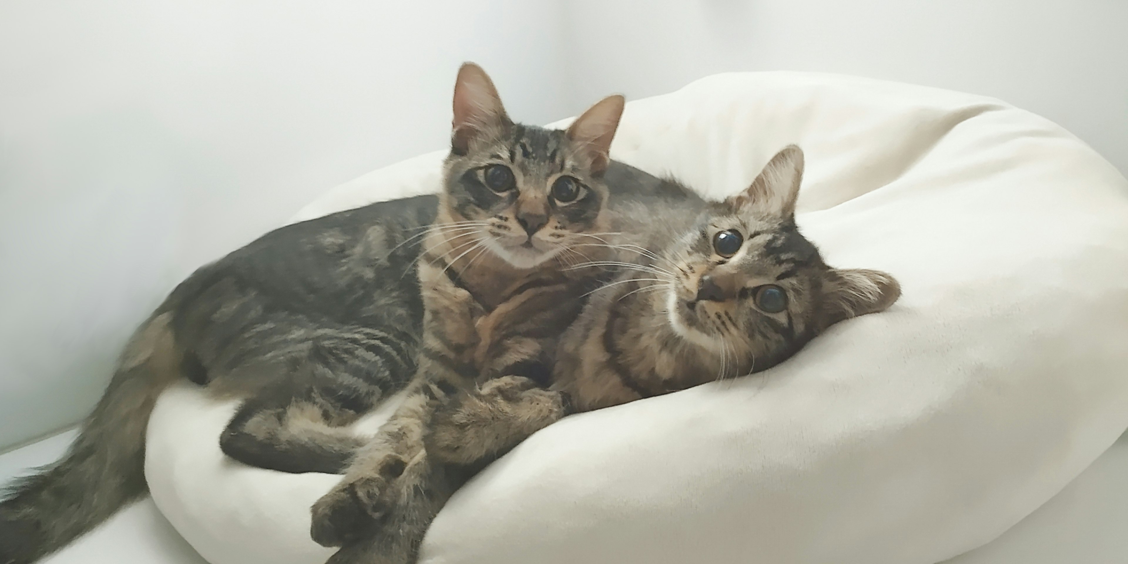 Dos gatos acurrucados en un cojín blanco