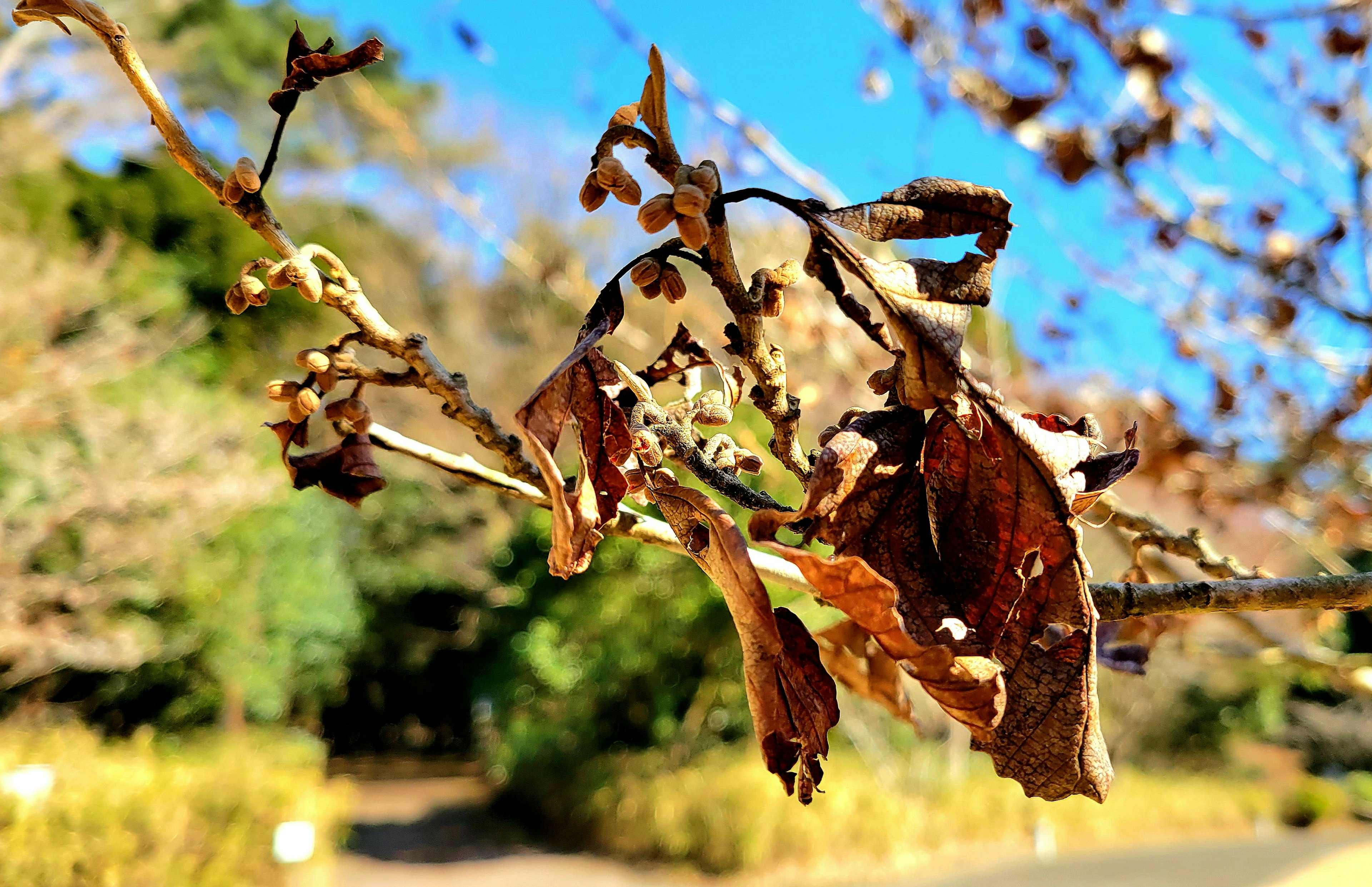 Dried leaves on a tree branch with a blue sky background