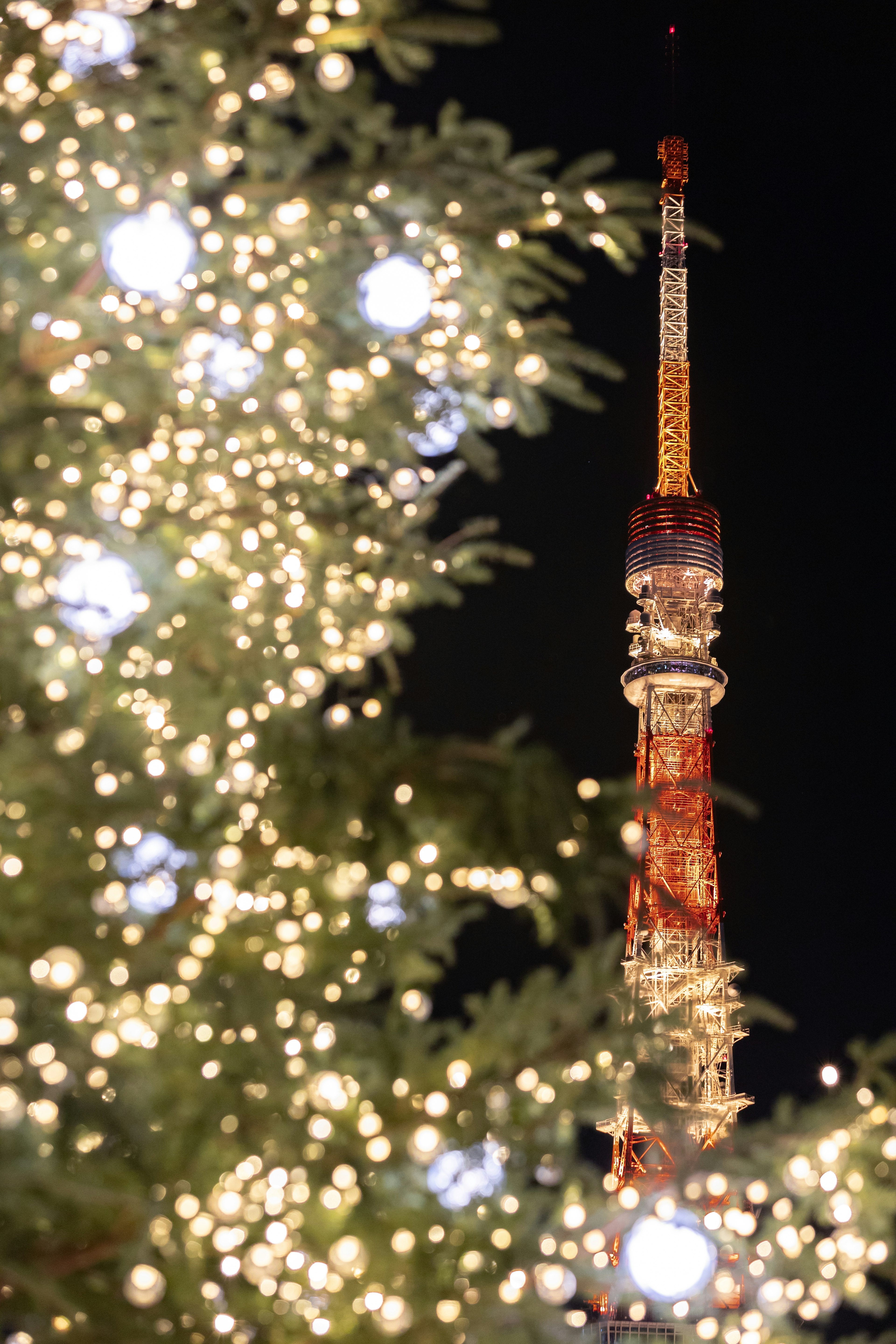 夜の東京タワーとイルミネーションのある木