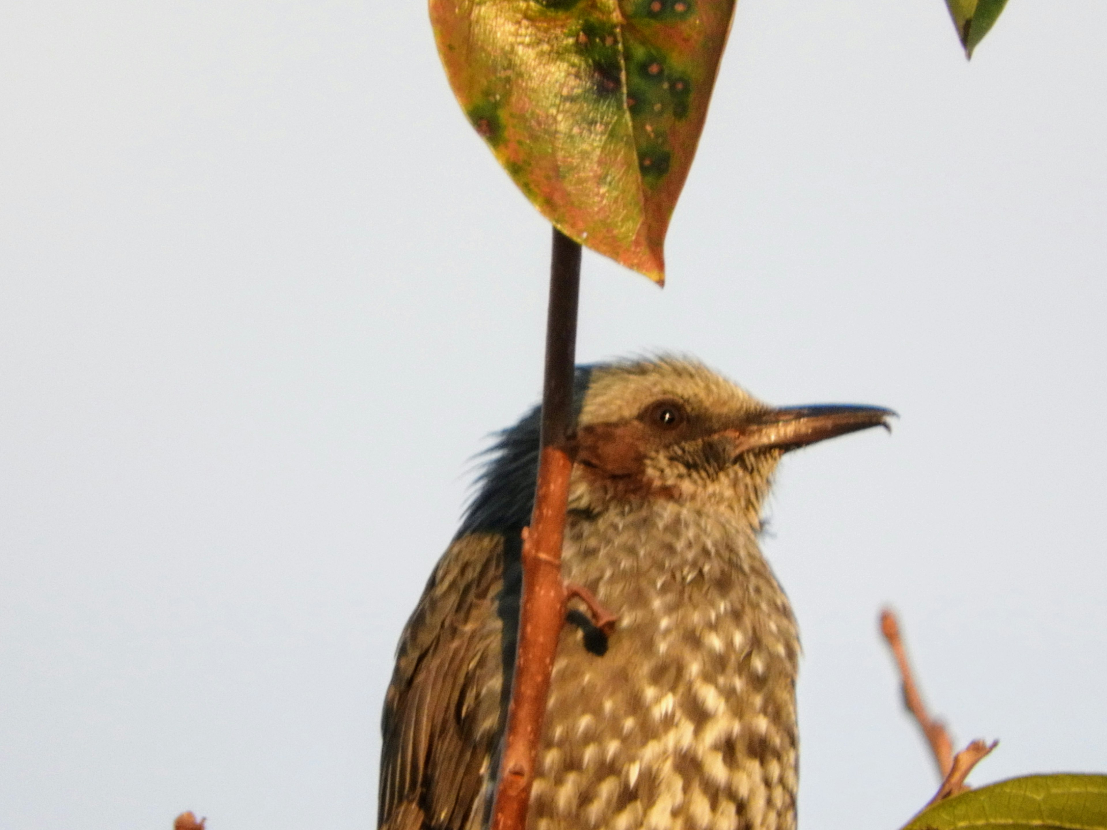 ภาพใกล้ของนกจากอันดับ Passeriformes ที่ซ่อนอยู่หลังใบไม้