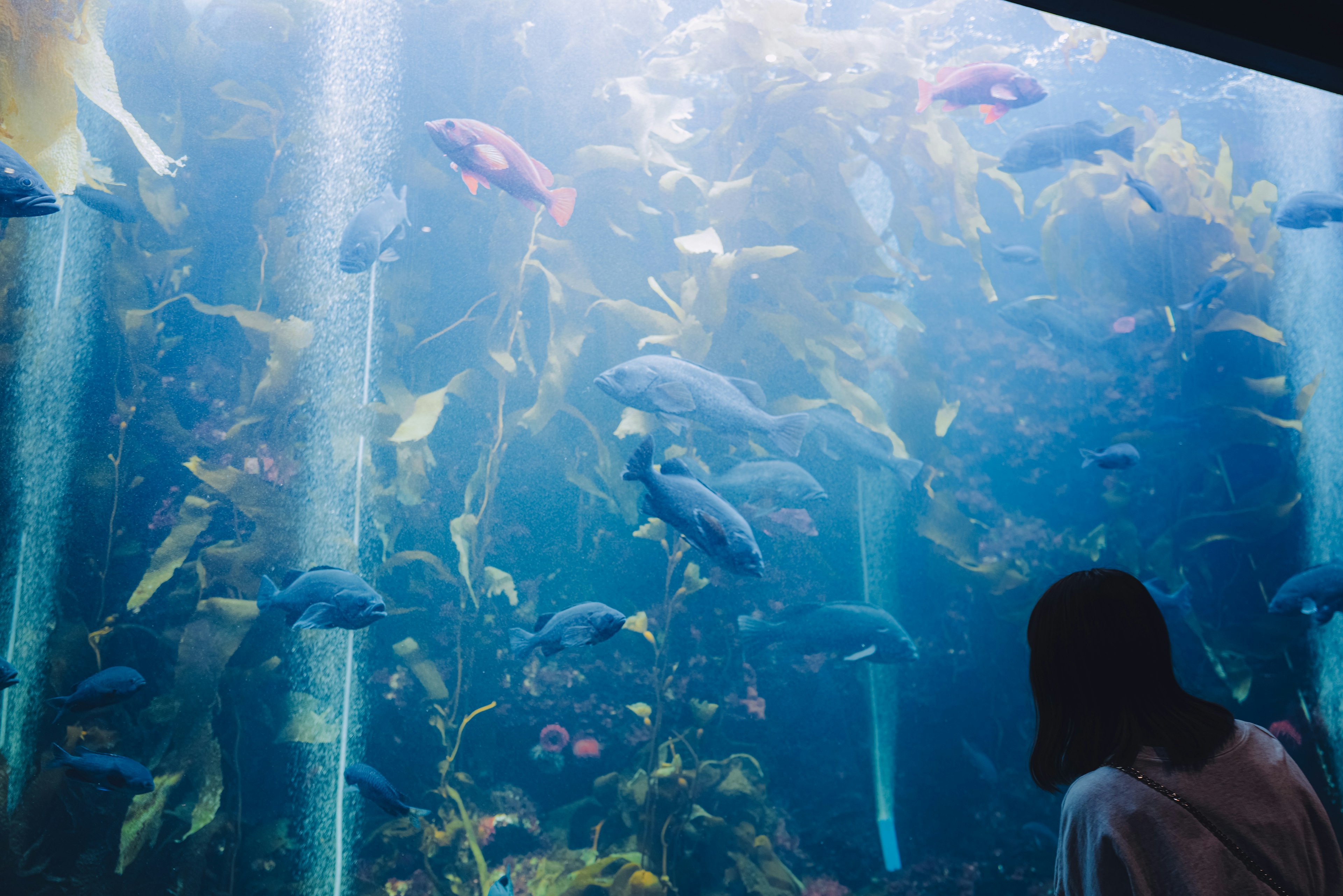 Person observing various fish swimming among seaweed in an aquarium