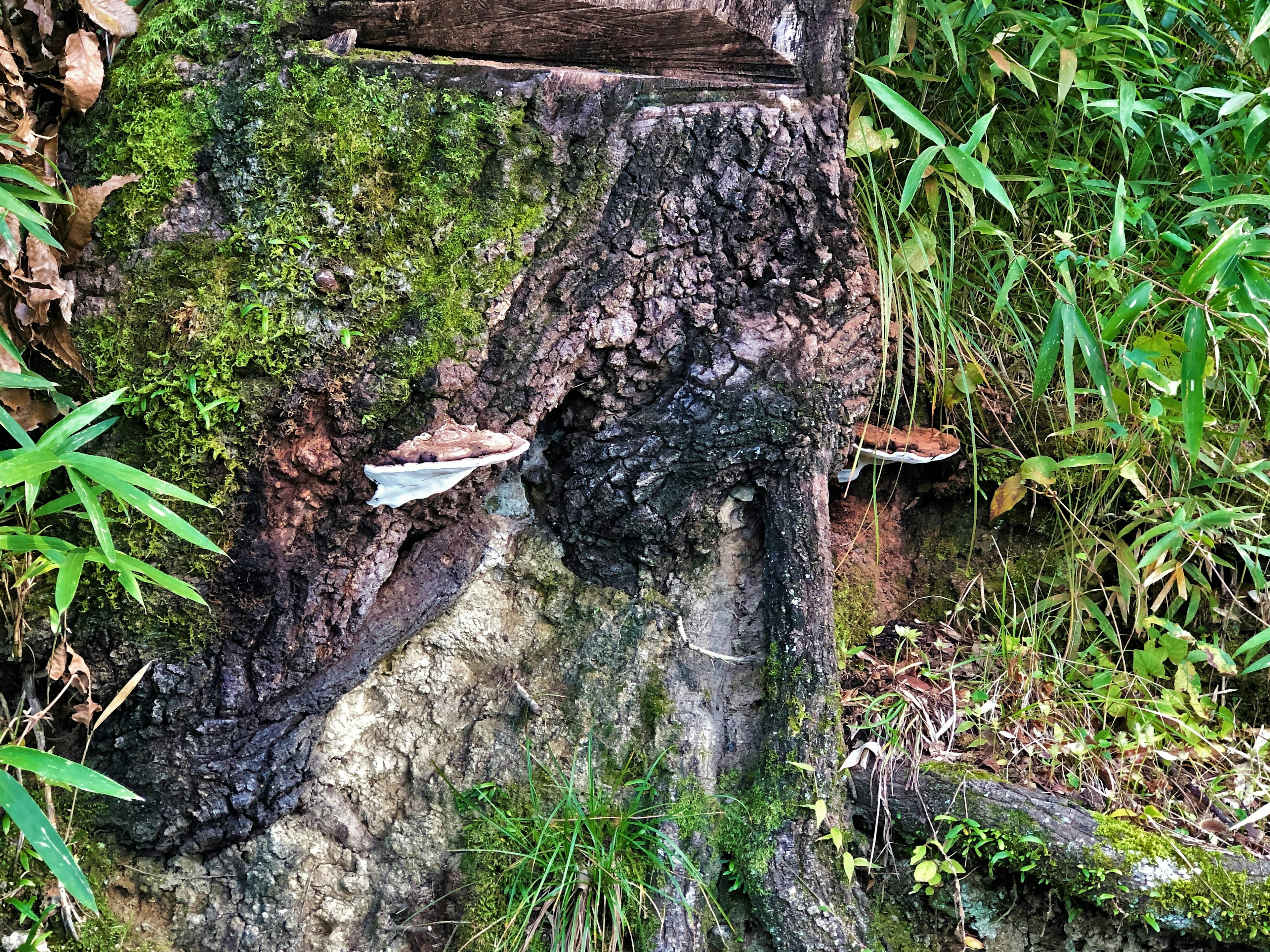 Pilze, die auf einem Baumstamm mit grünem Laub wachsen