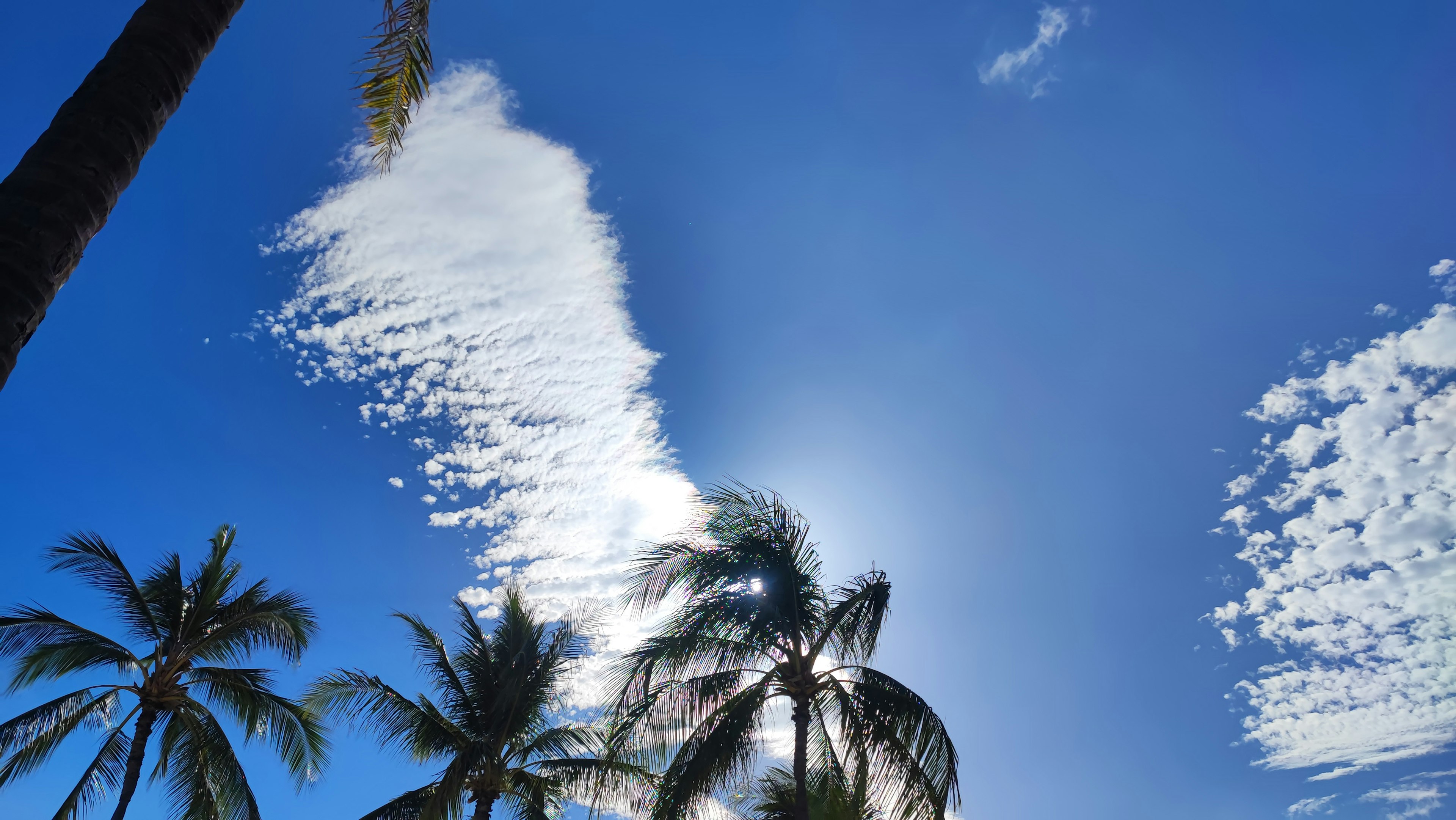 Clear blue sky with white clouds and palm trees