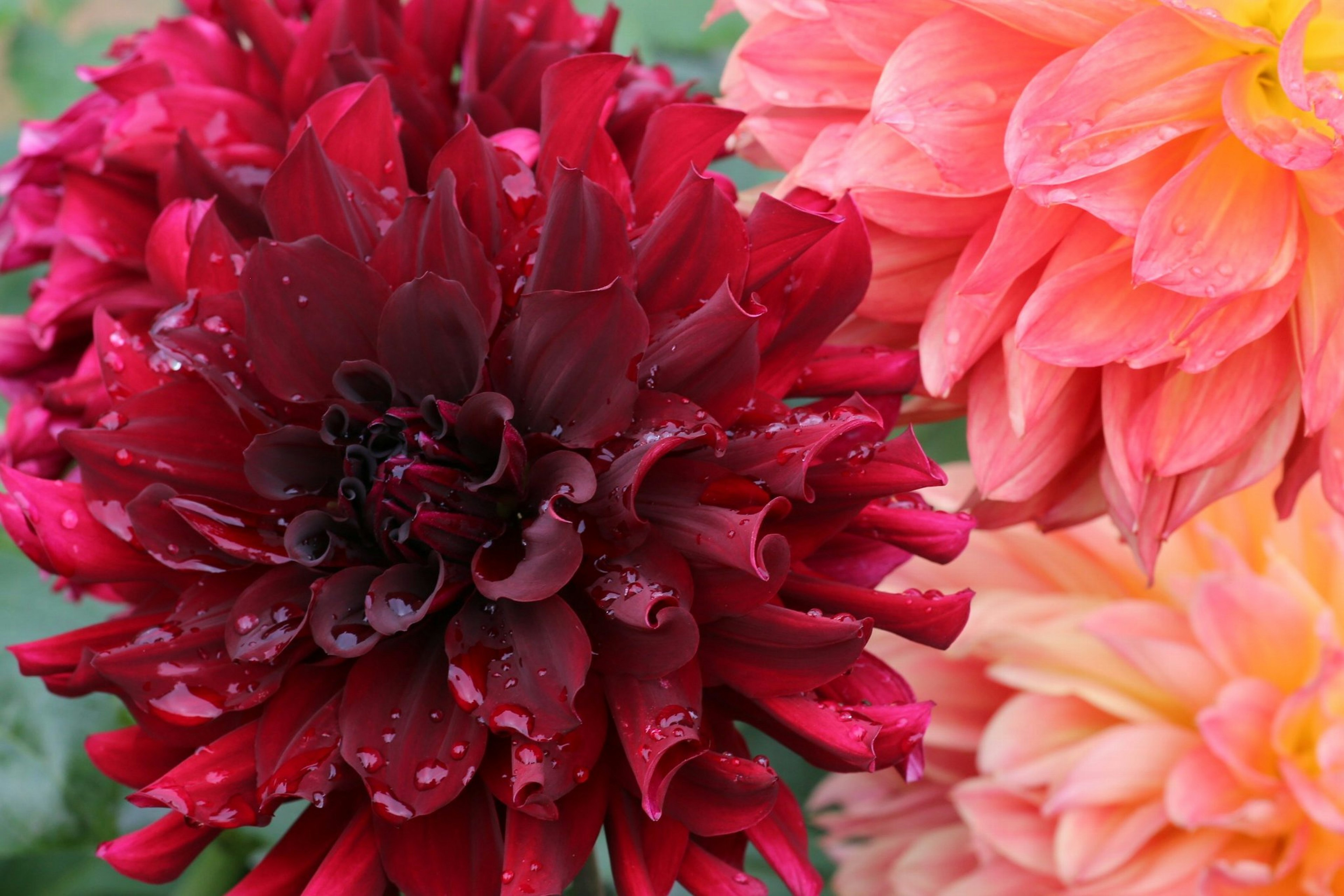 Fiori di dalia rossi e arancioni vivaci in fiore