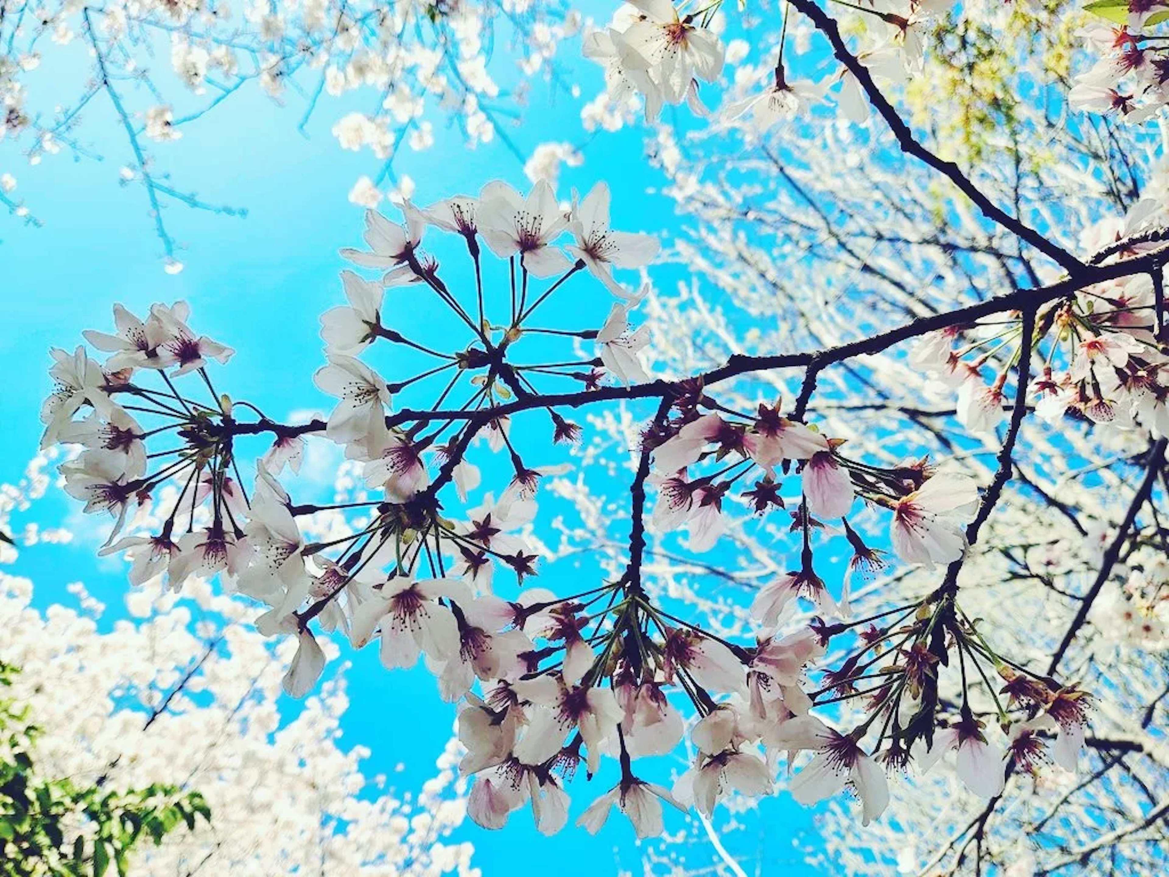 Cabang bunga sakura dengan bunga merah muda di latar belakang langit biru