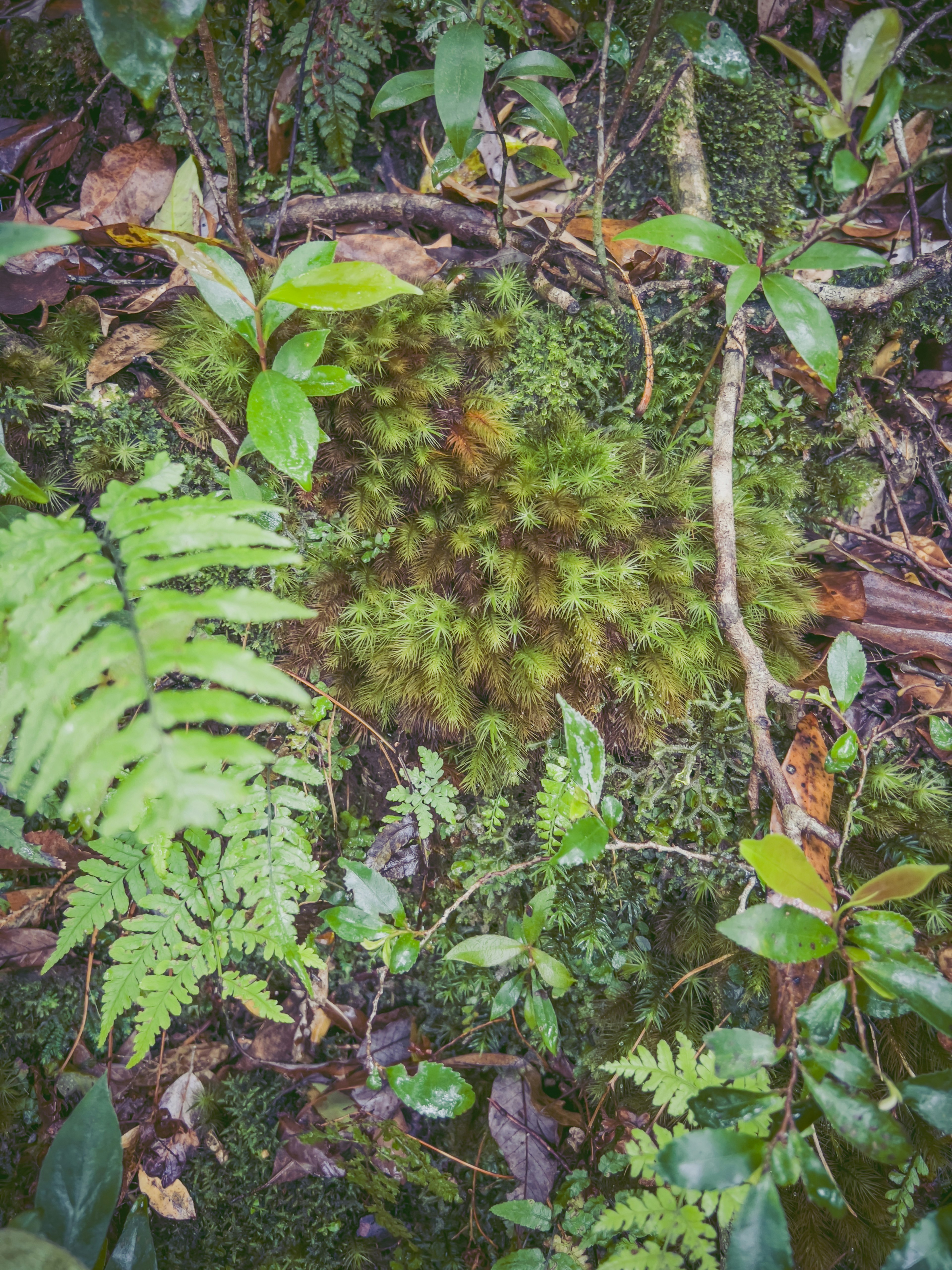 Lush tropical rainforest floor covered with ferns and various plants