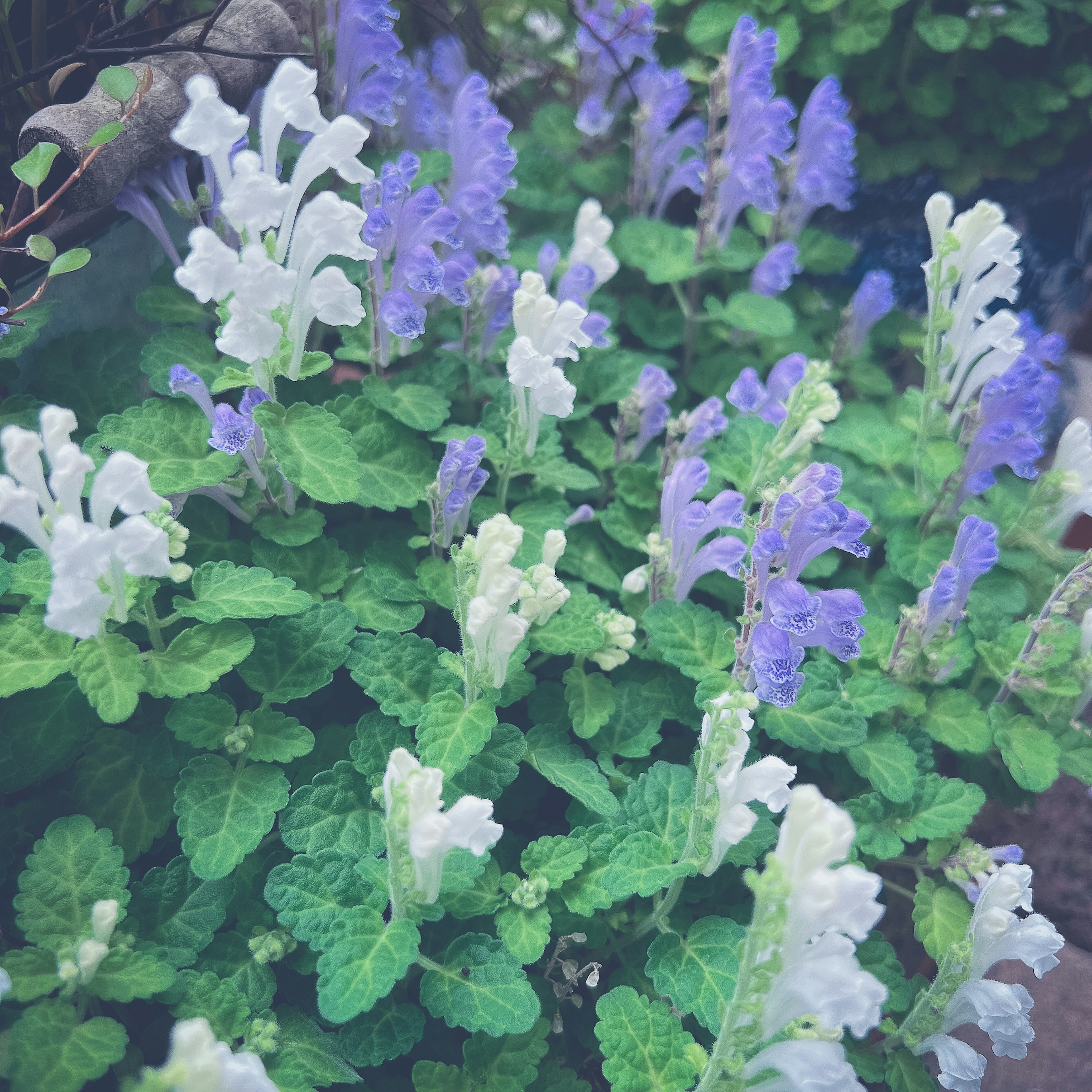 緑の葉の間に咲く白と紫の花の群れ