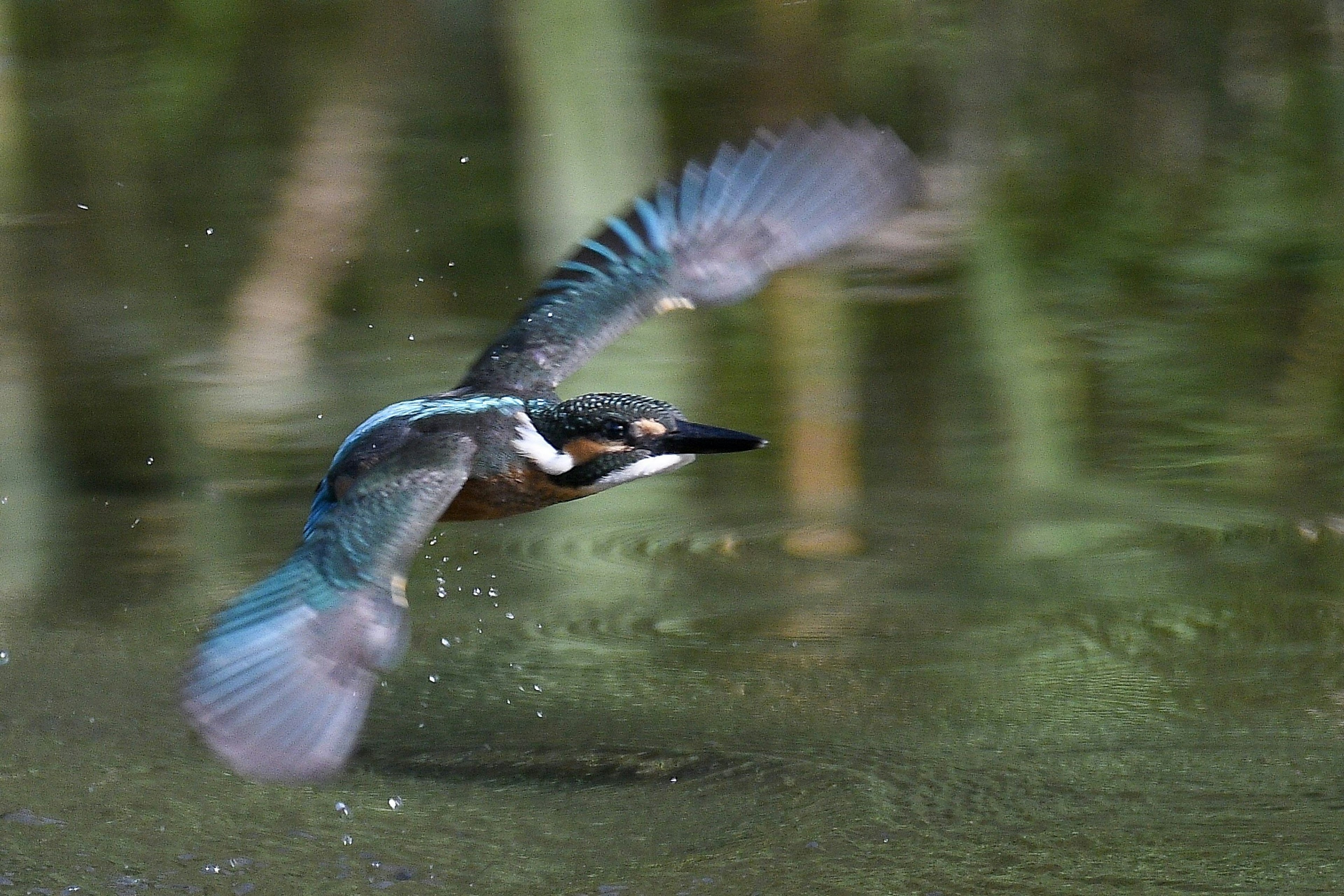 Ein Eisvogel im Flug nahe der Wasseroberfläche