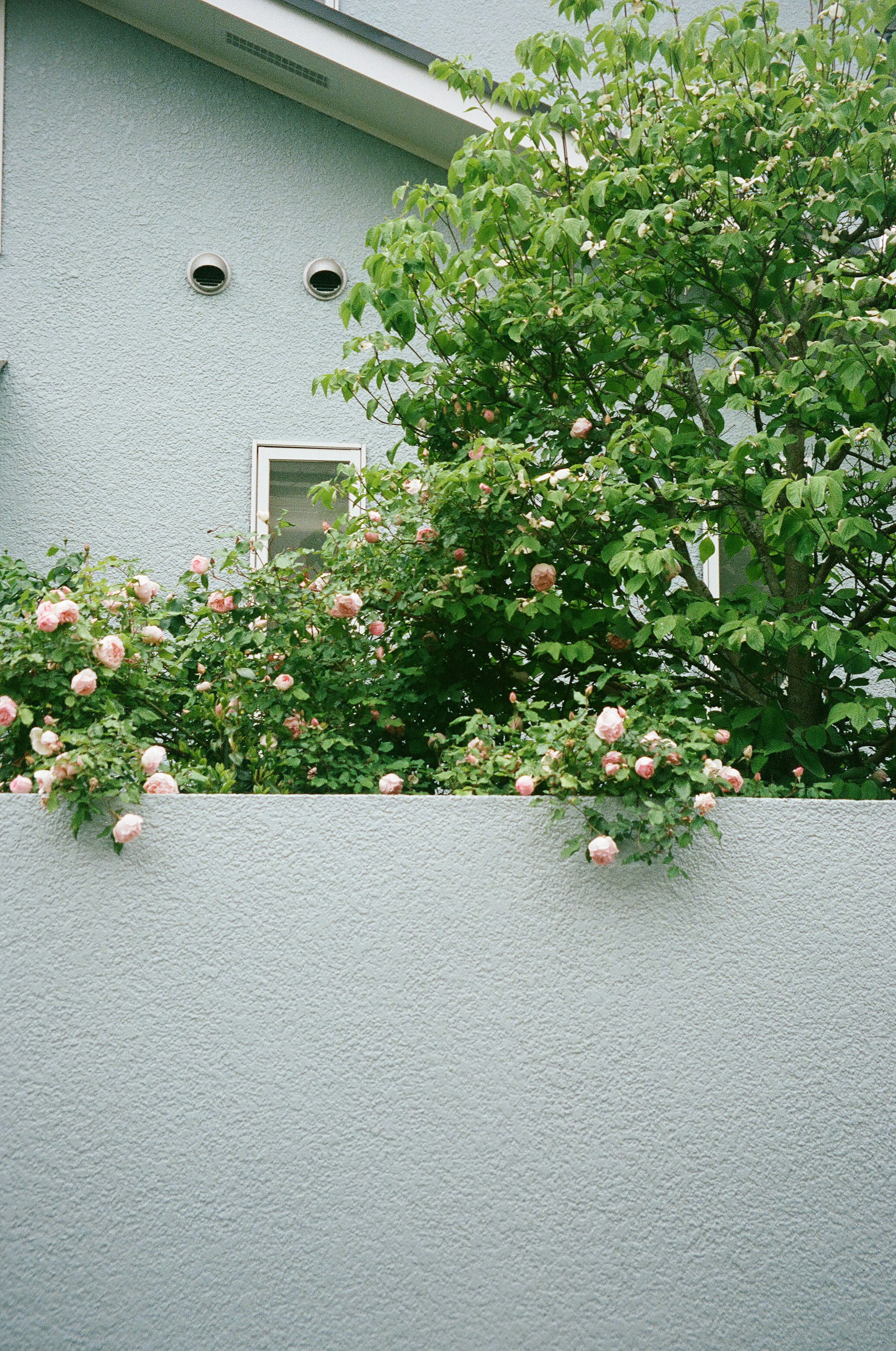 Scène avec un mur bleu et des plantes fleuries avec une maison en arrière-plan