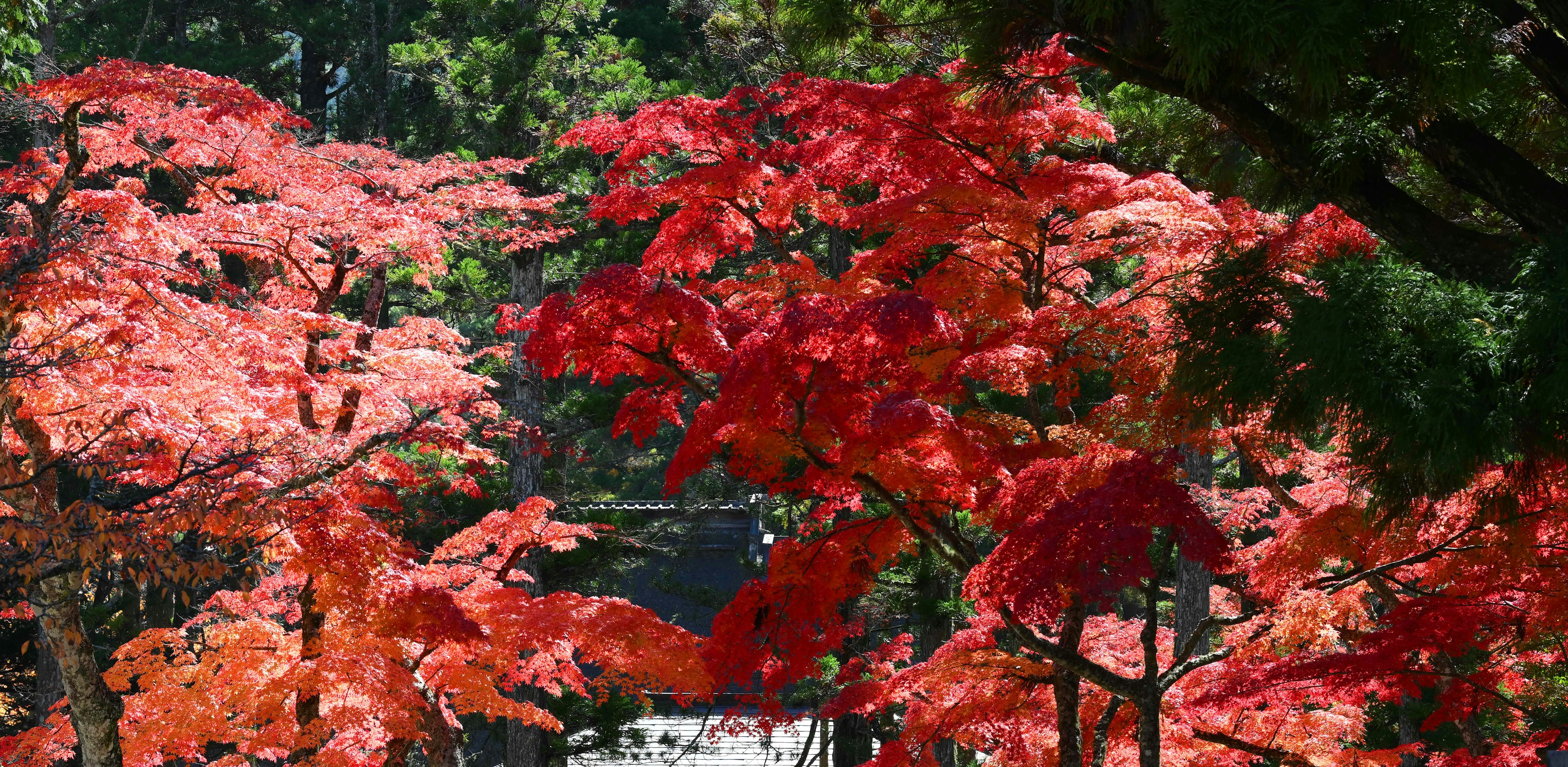 Vista escénica de hojas de otoño rojas en un parque