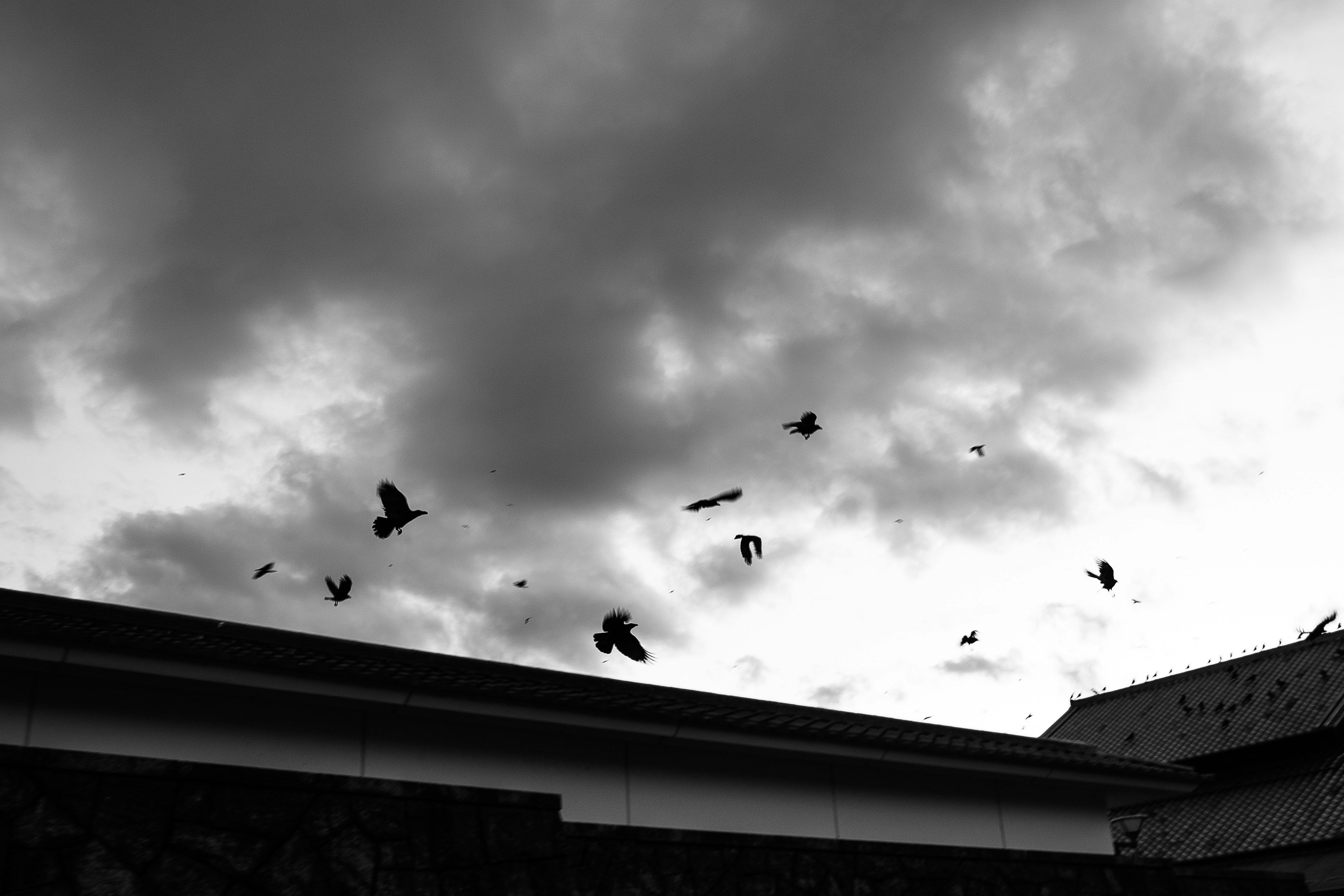 Silhouettes of birds flying against a cloudy sky in black and white