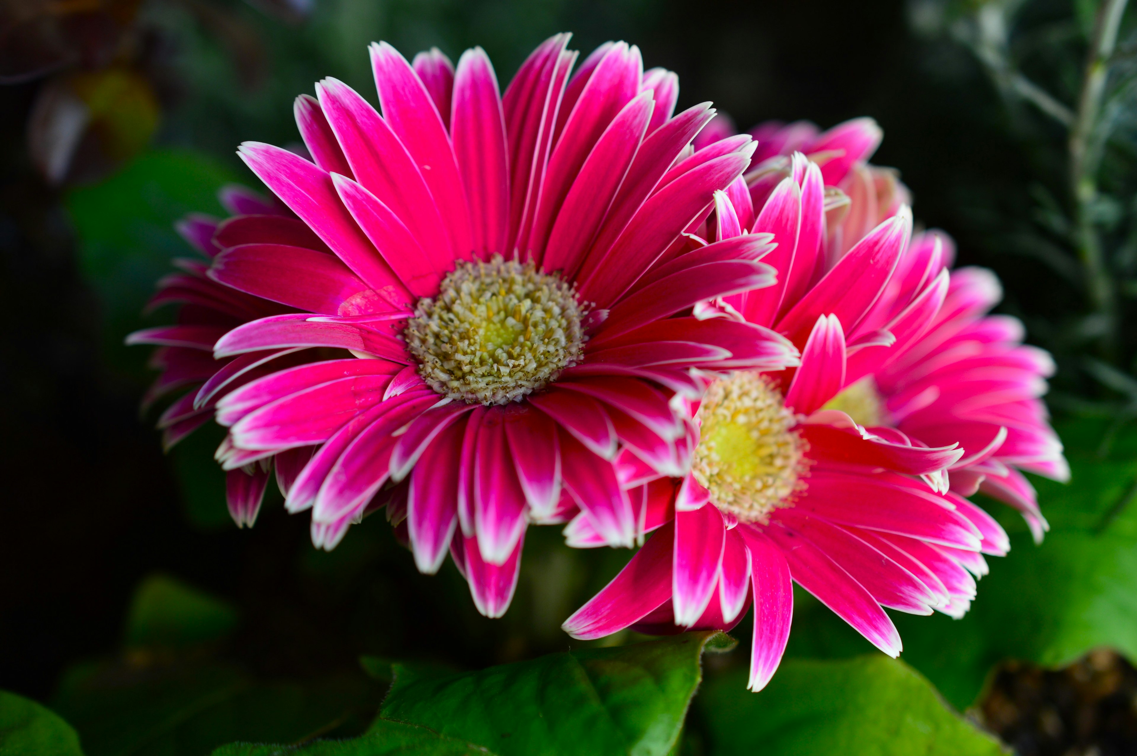 Sekuntum bunga gerbera merah muda yang cerah dikelilingi daun hijau