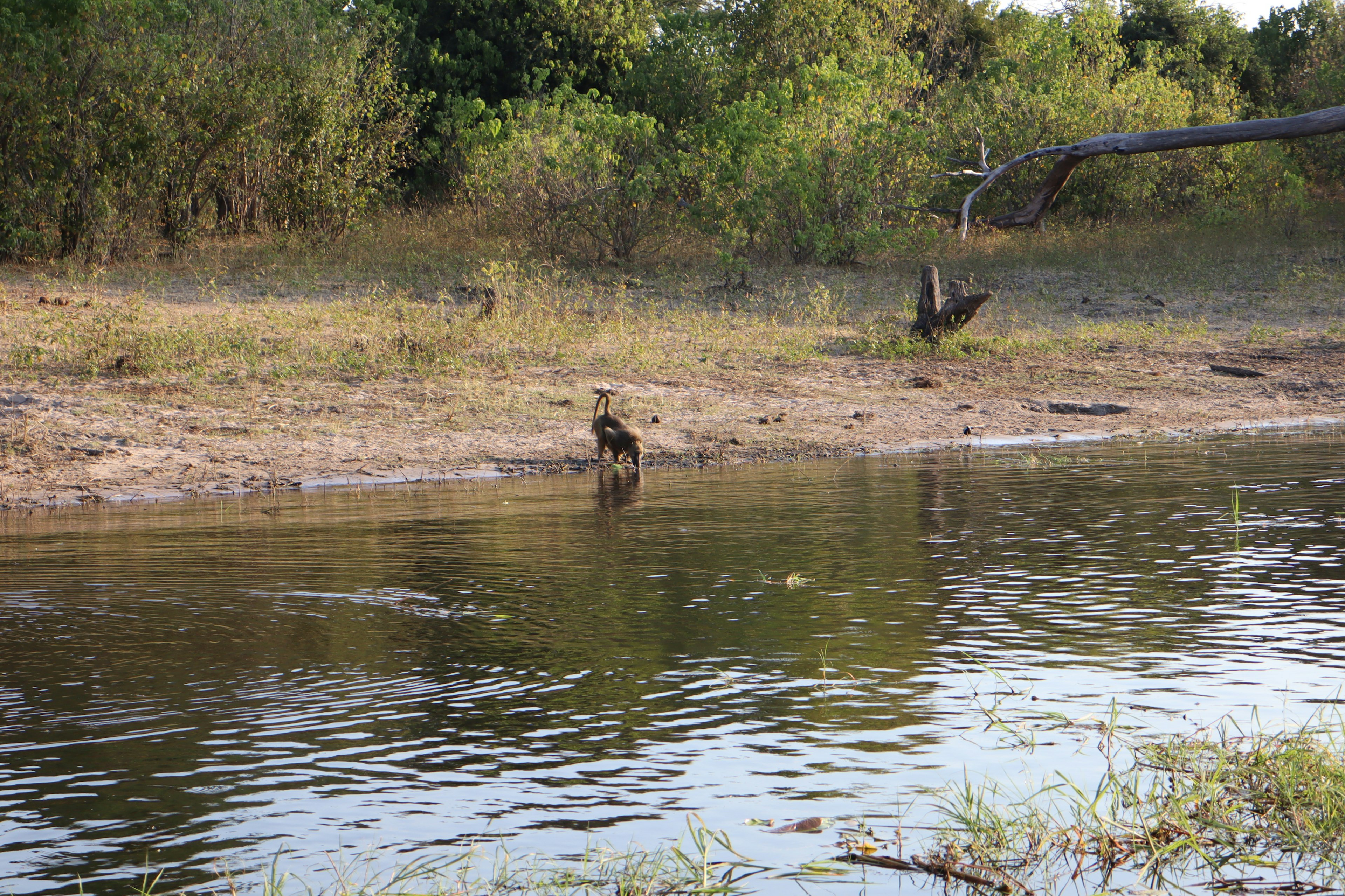 Animal near a riverbank with green trees in the background