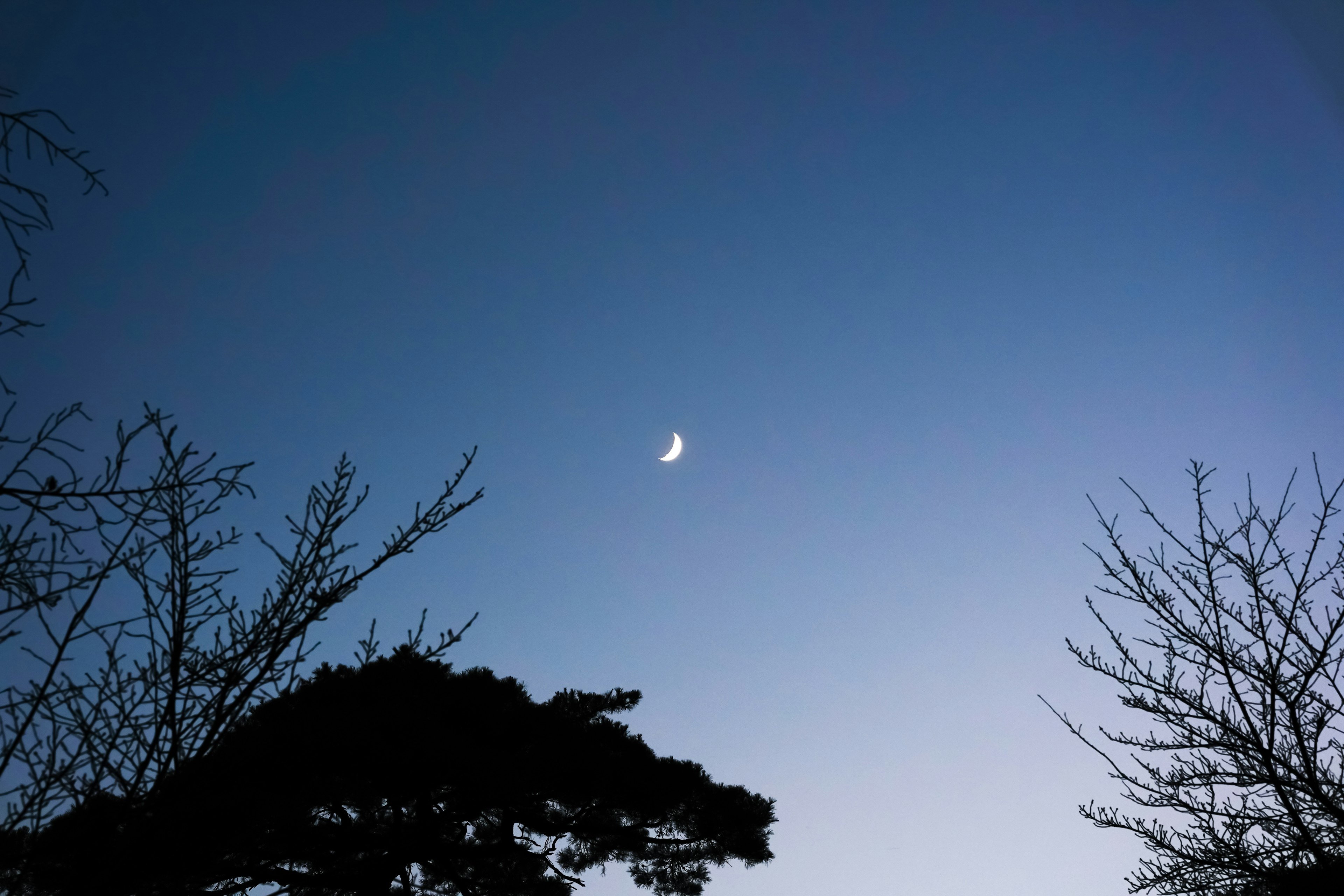 A crescent moon in a twilight sky with silhouettes of trees