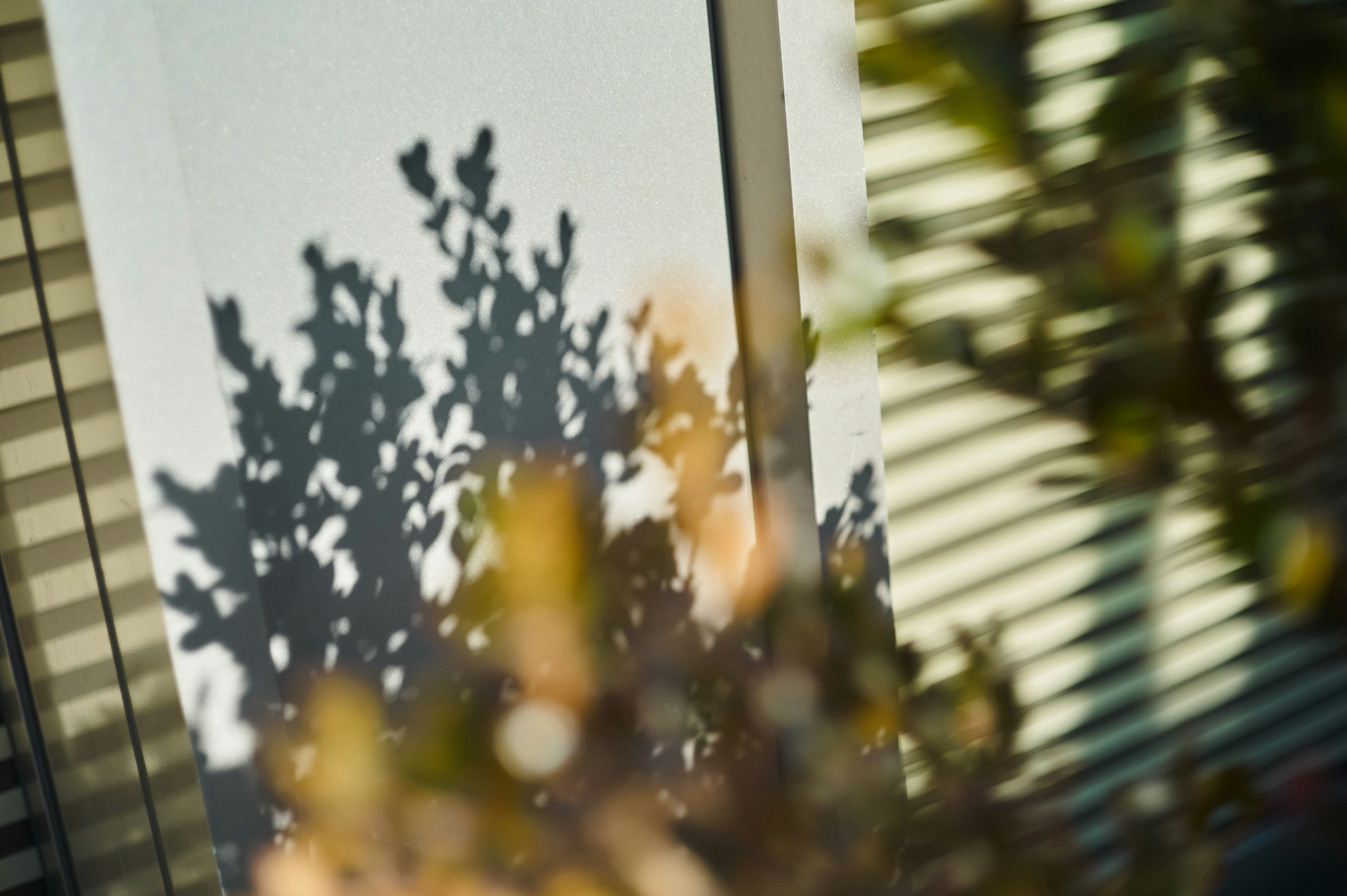 Escena con sombras de ventana y siluetas de plantas