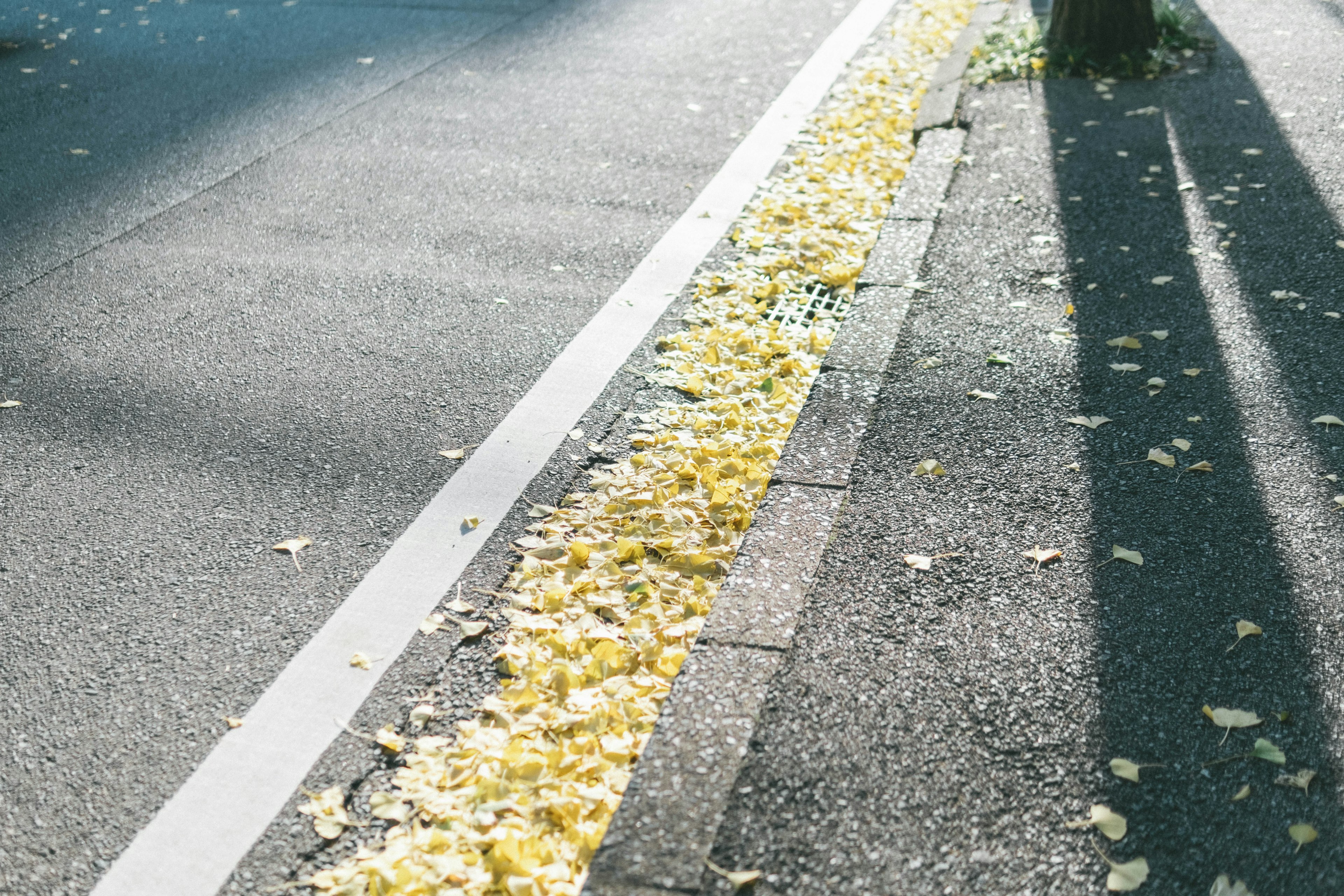 Scène d'automne avec des feuilles jaunes bordant le bord d'une route