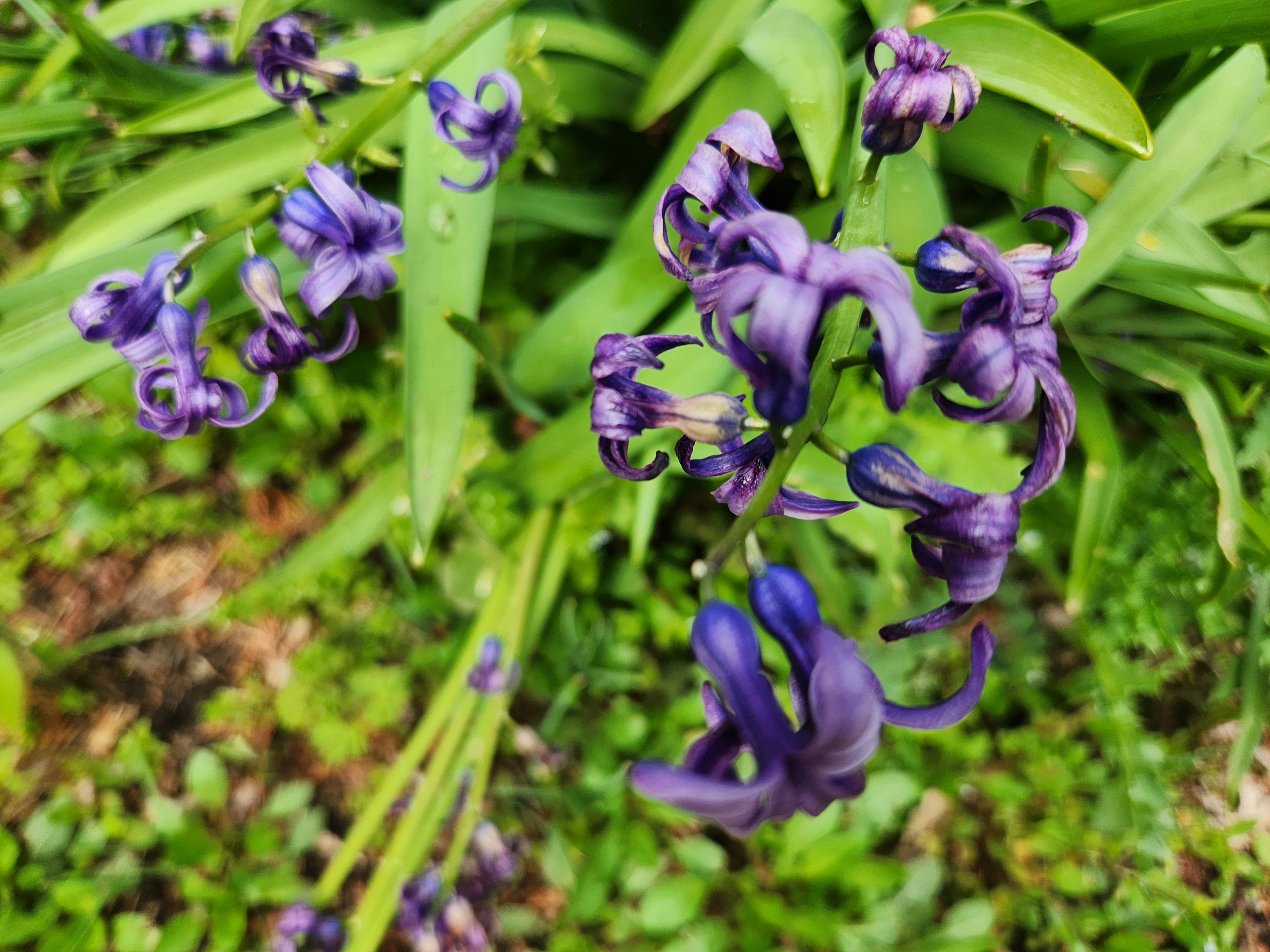 Primo piano di fiori viola con petali arricciati circondati da foglie verdi