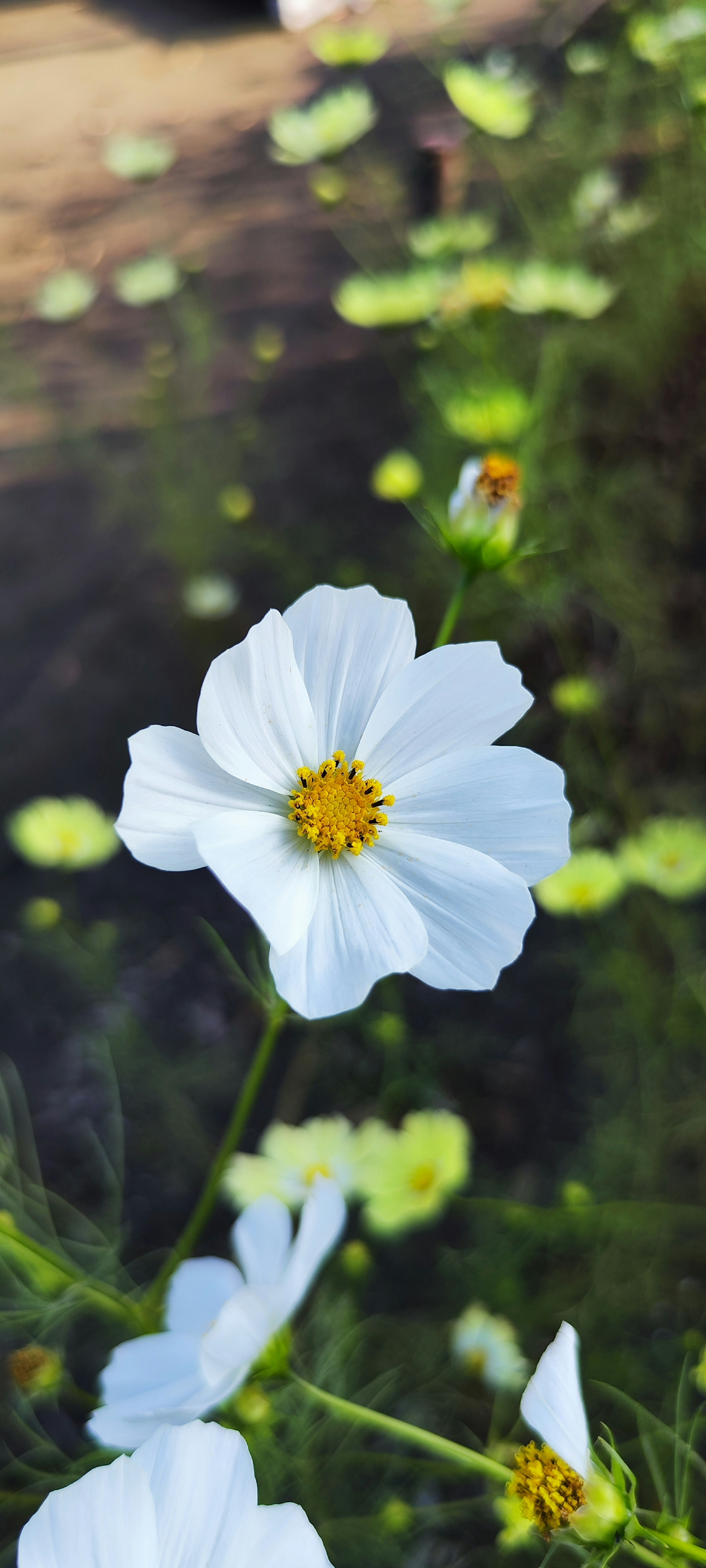 Close-up of a flower with white petals and a yellow center