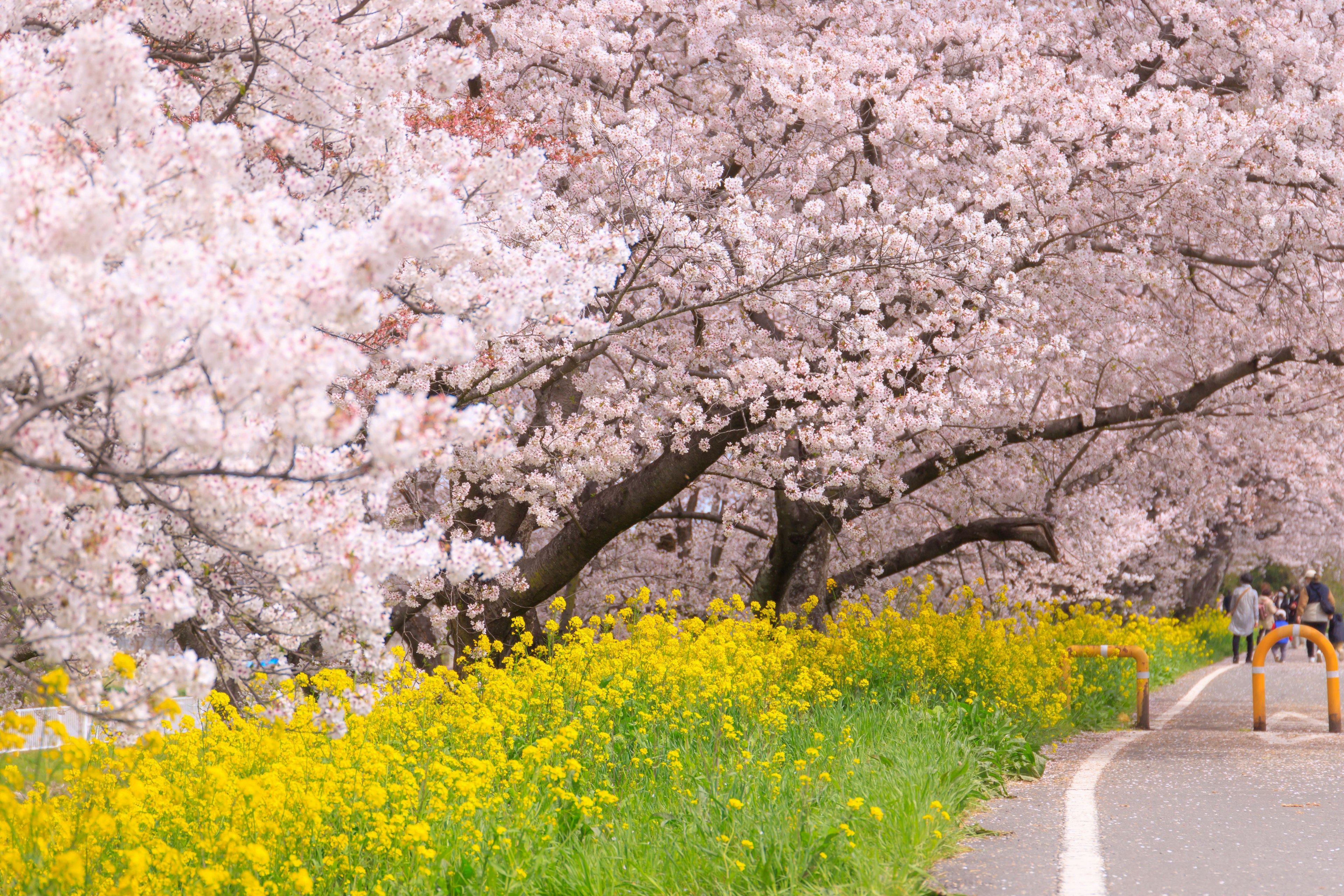 Malersicher Blick auf Kirschblütenbäume und gelbe Blumen entlang eines Weges