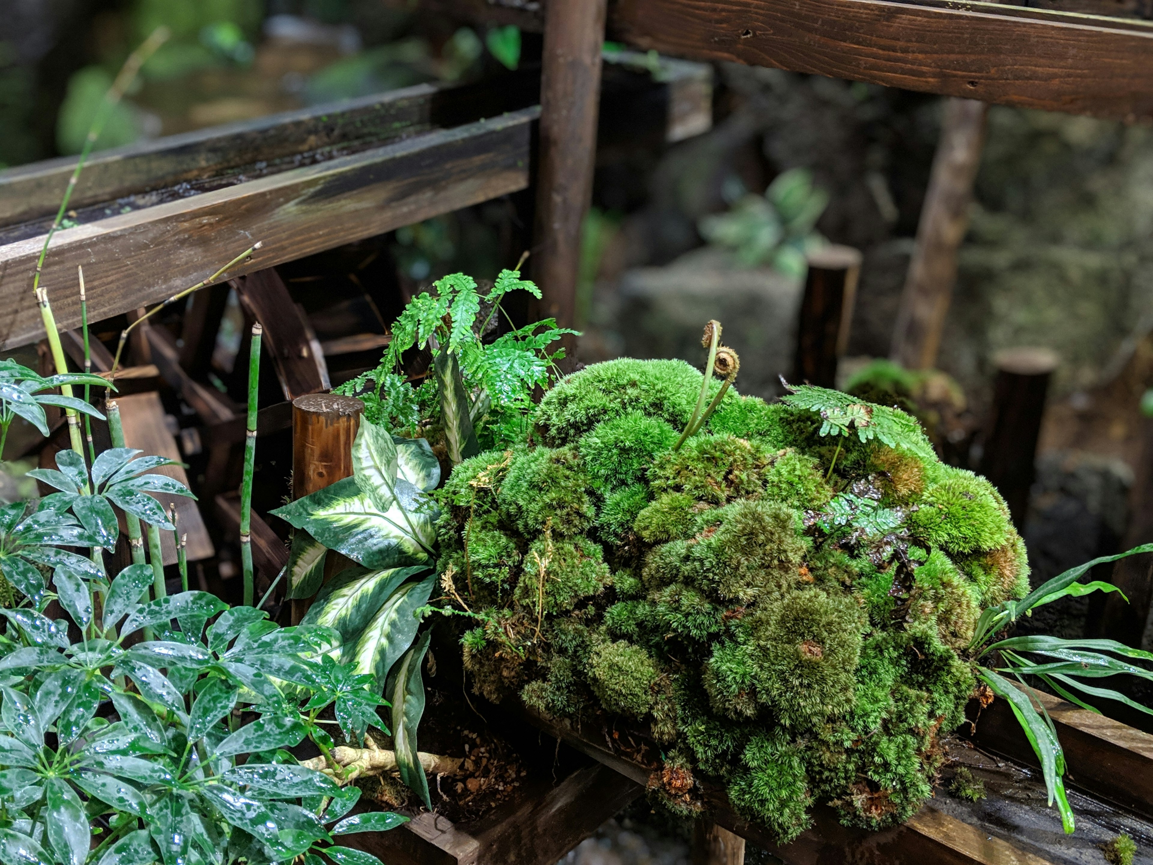 Mousse verte luxuriante et plantes dans un cadre naturel