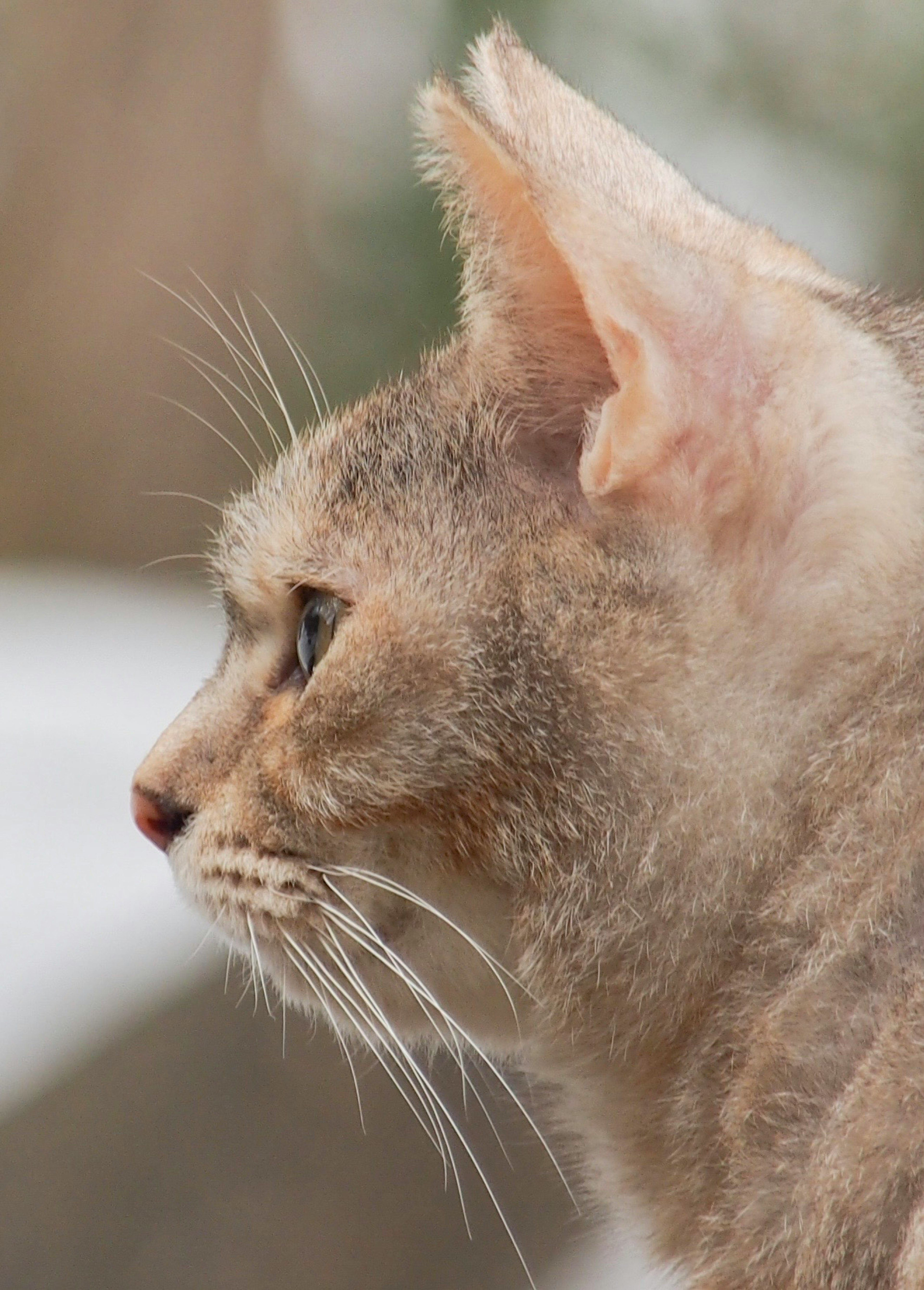 猫の横顔が特徴的で耳が大きい