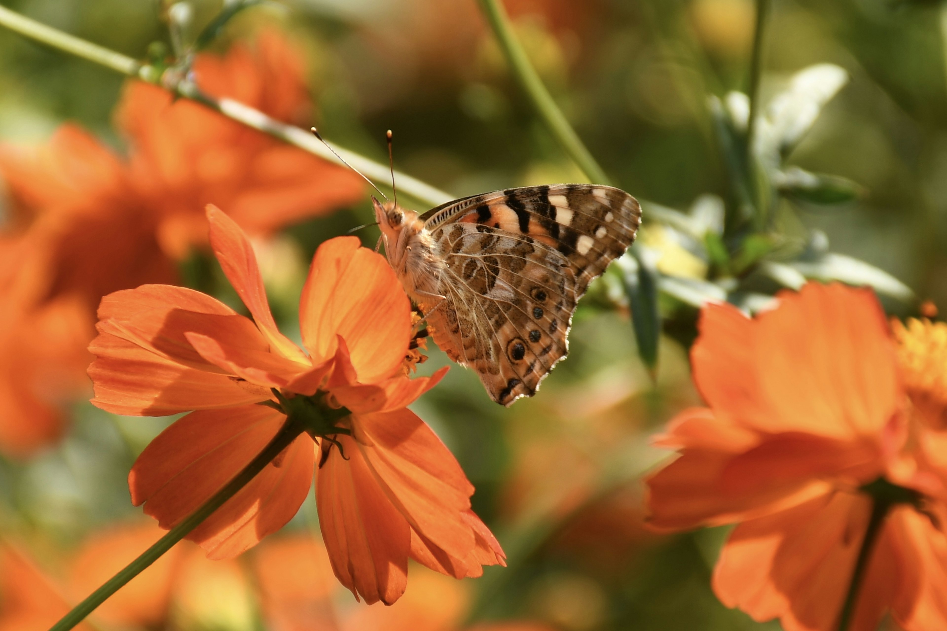 Mariposa descansando sobre flores naranjas vibrantes