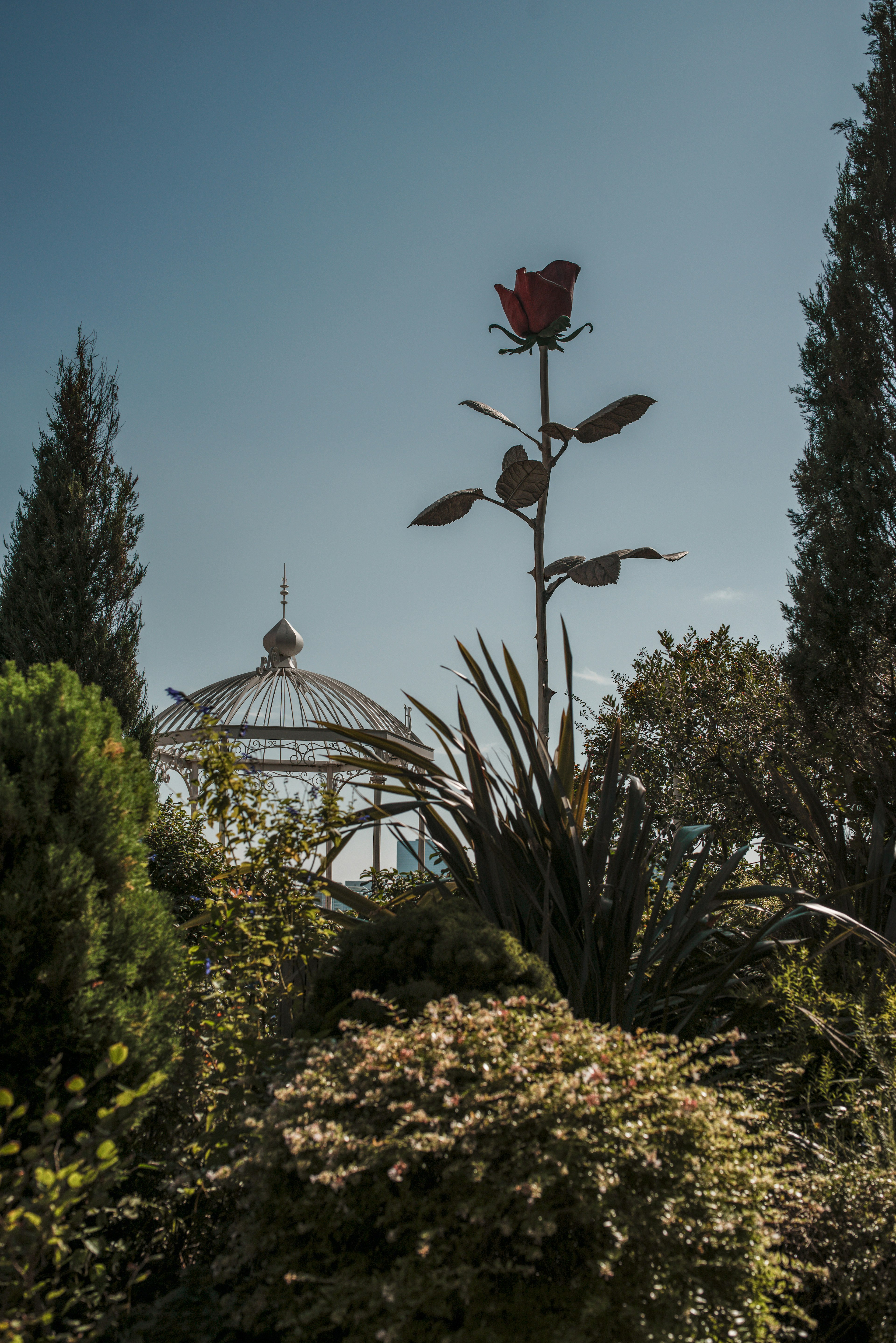 Eine große rote Blume vor einem blauen Himmel umgeben von üppigem Grün