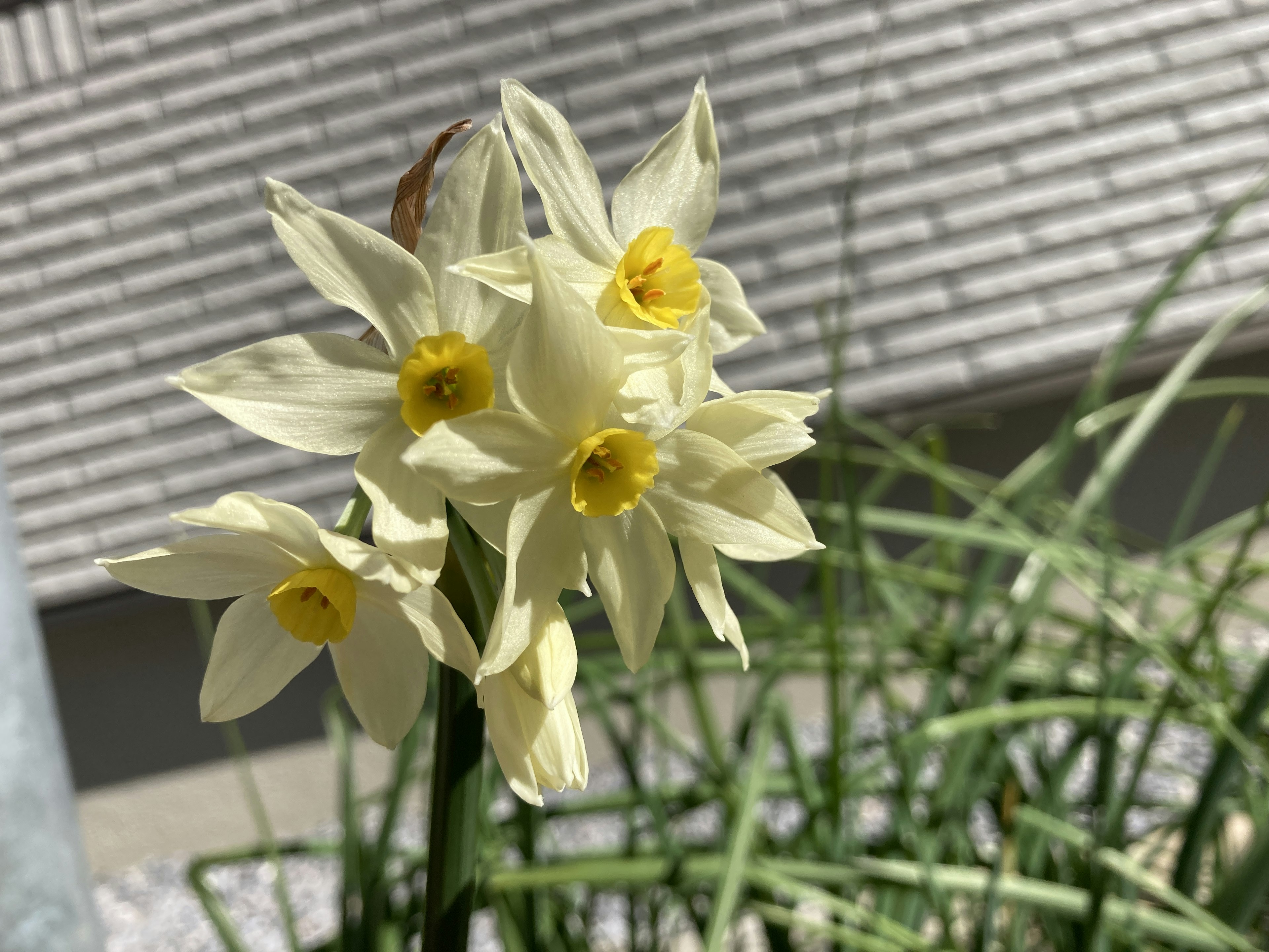 黄色の中心を持つ白い水仙の花が咲いている