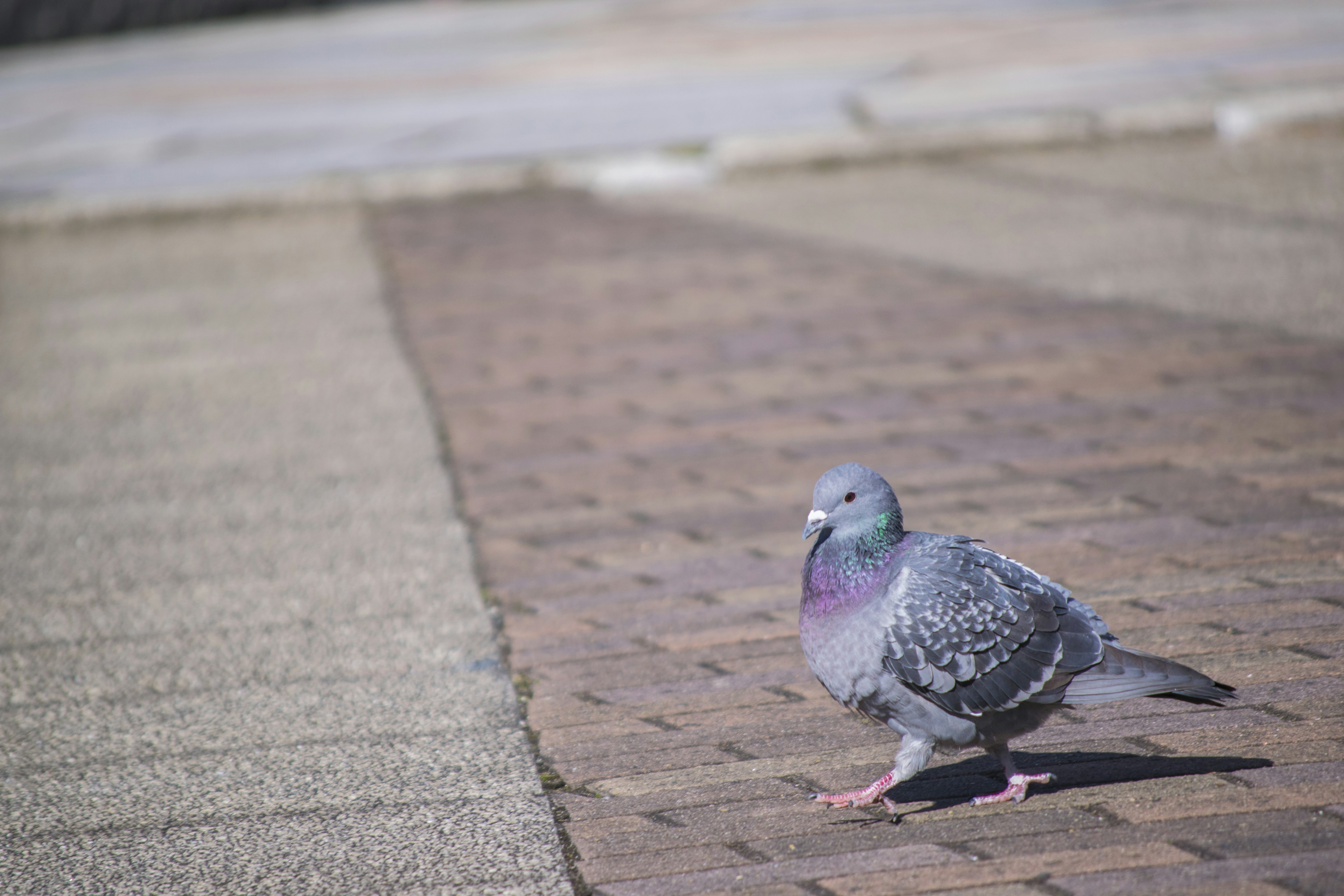 Un pigeon marchant sur un chemin pavé avec des couleurs vives et des motifs de plumes détaillés