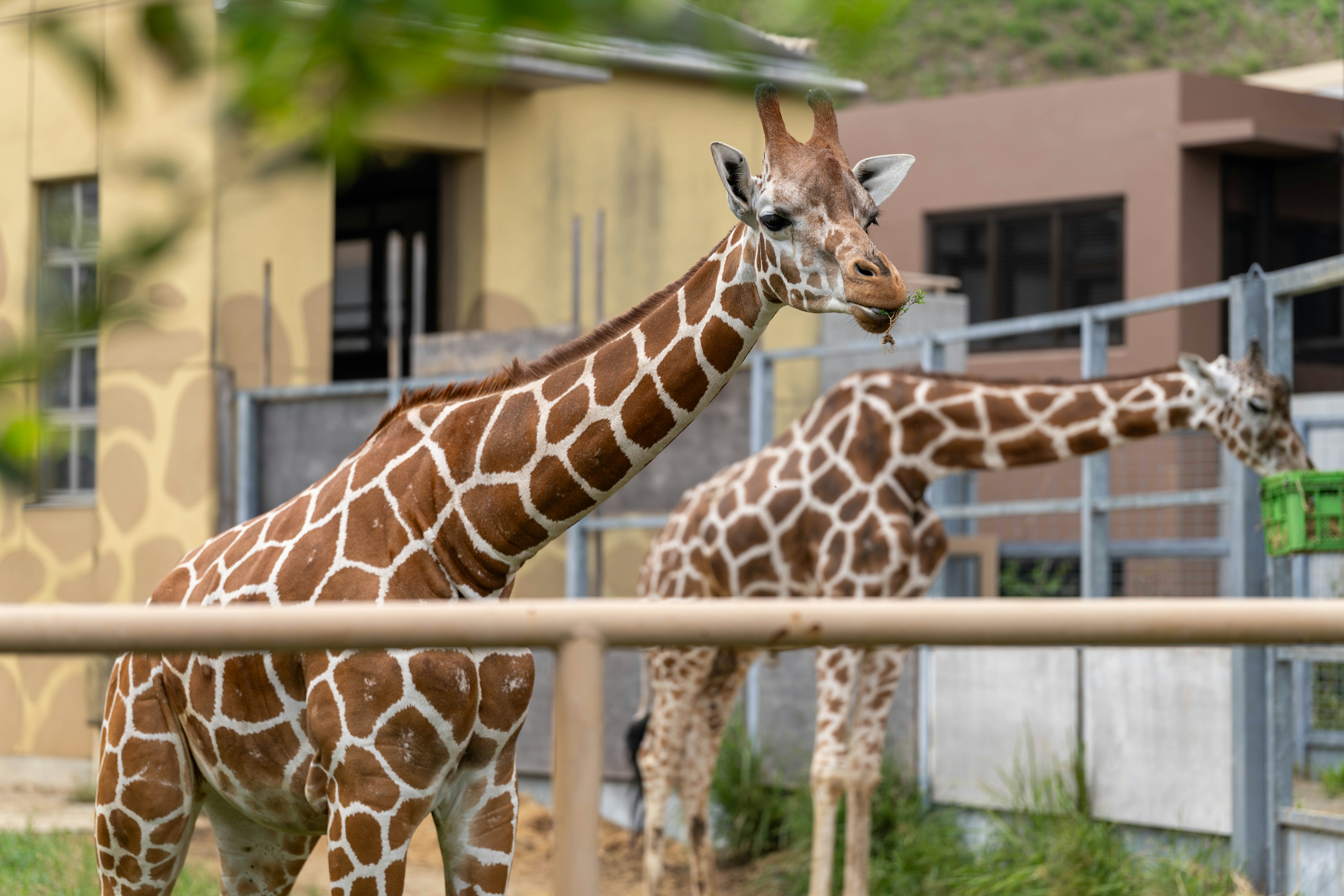 Dos jirafas de pie cerca de una cerca en una escena de zoológico