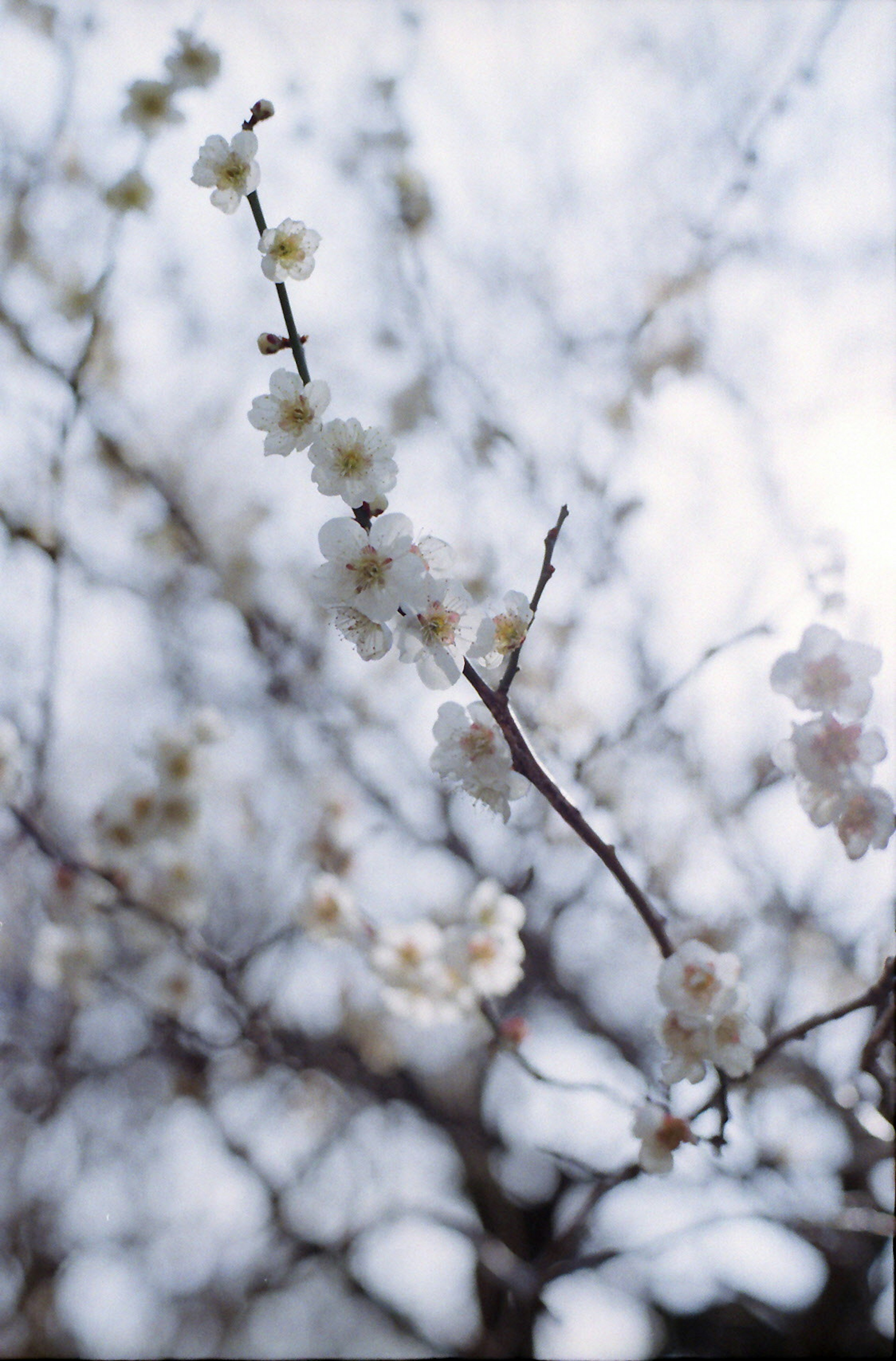 Branch of white flowers against a light blue sky