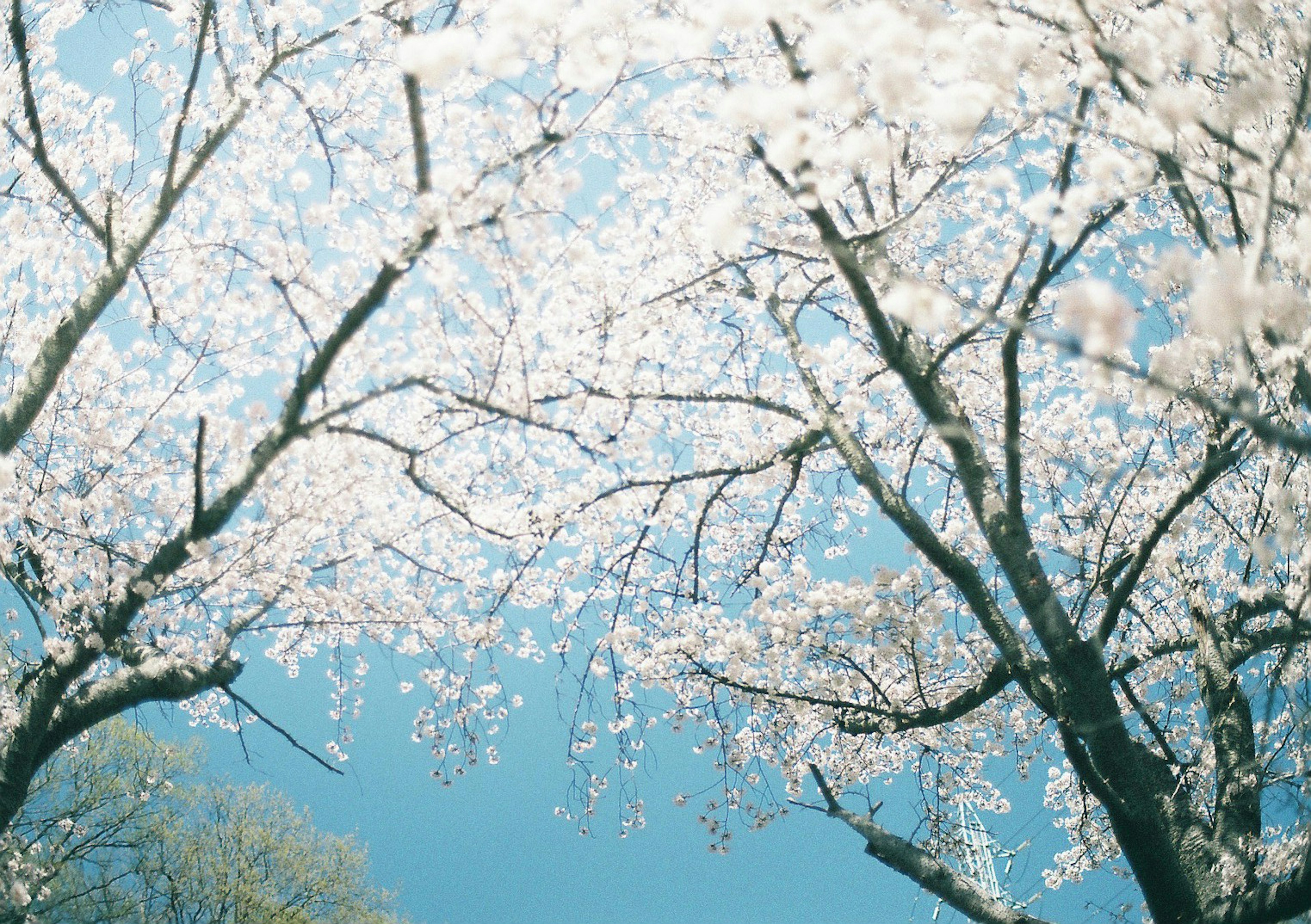 Cherry blossom branches in full bloom under a blue sky