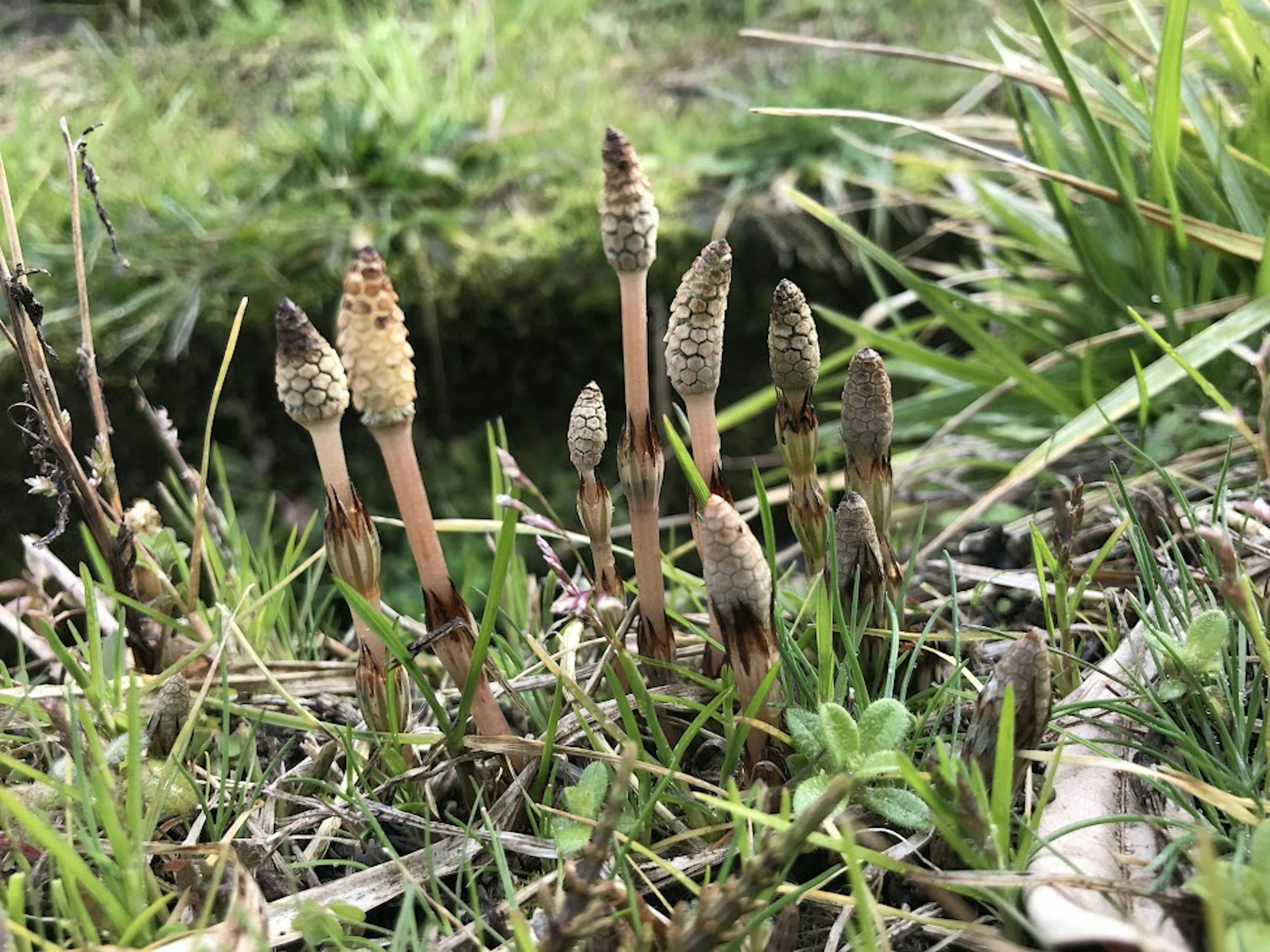 Cluster of horse-tail plants growing in a moist grassy area