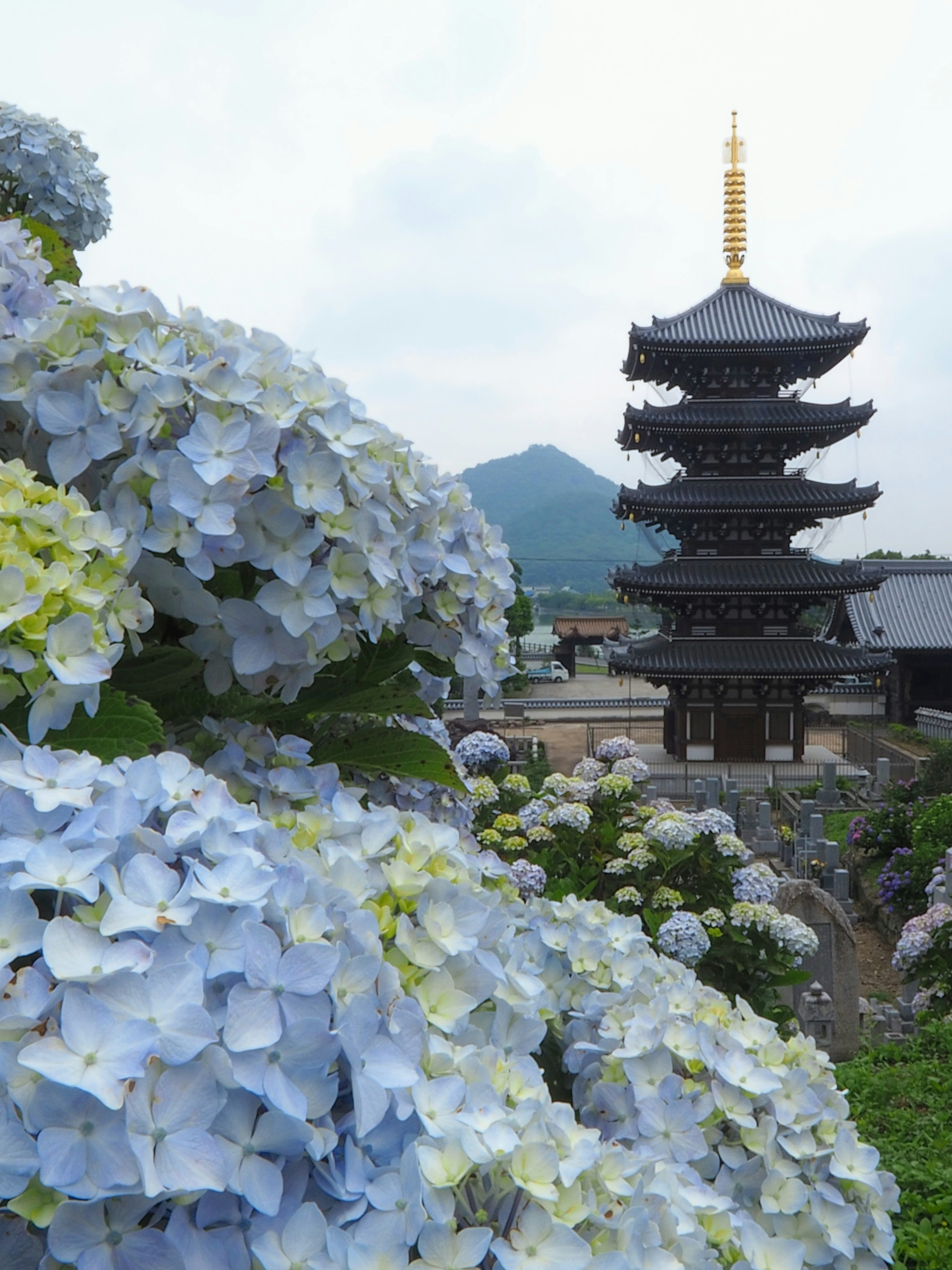 蓝色绣球花与背景中的宝塔