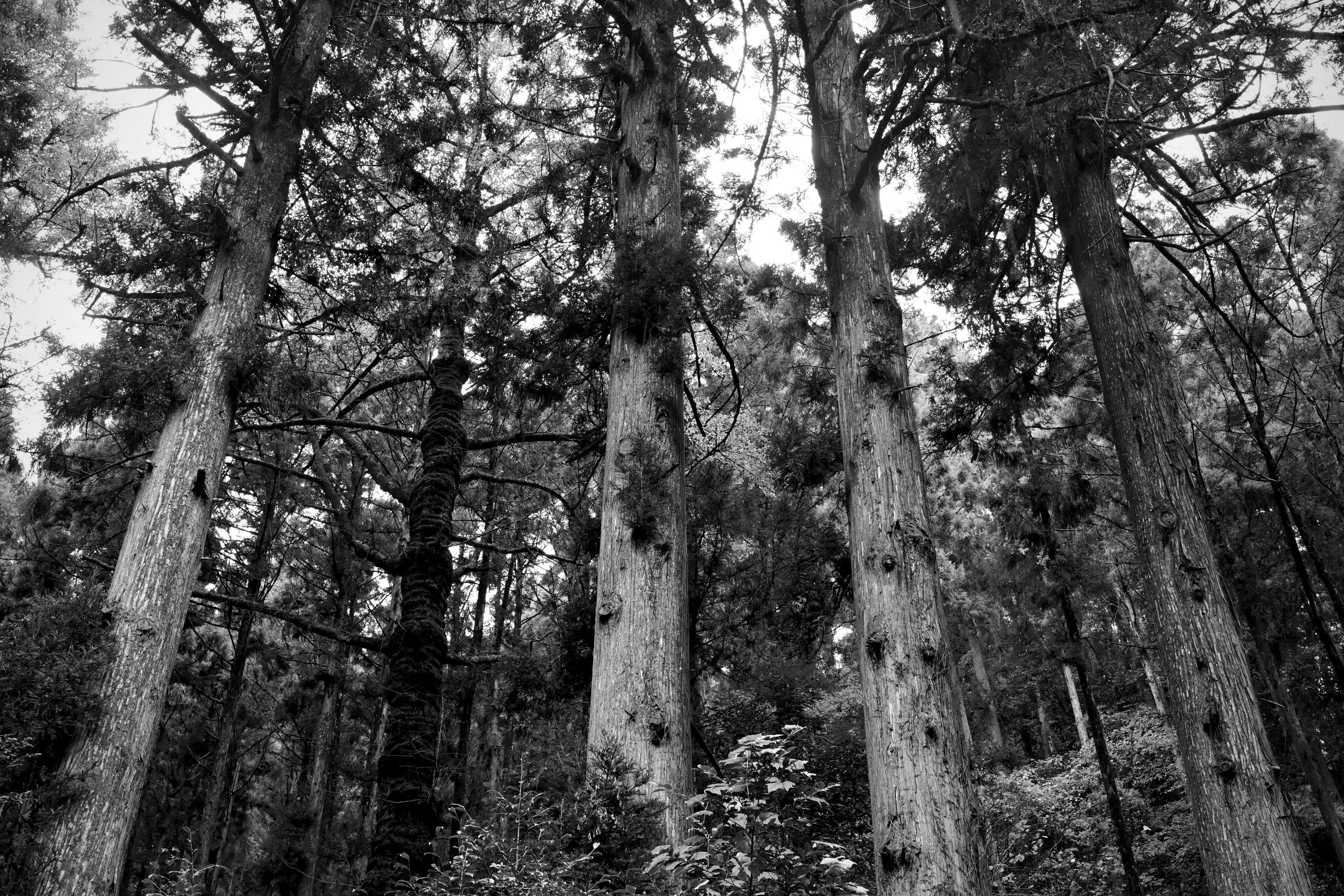 Tall trees in a dense forest landscape