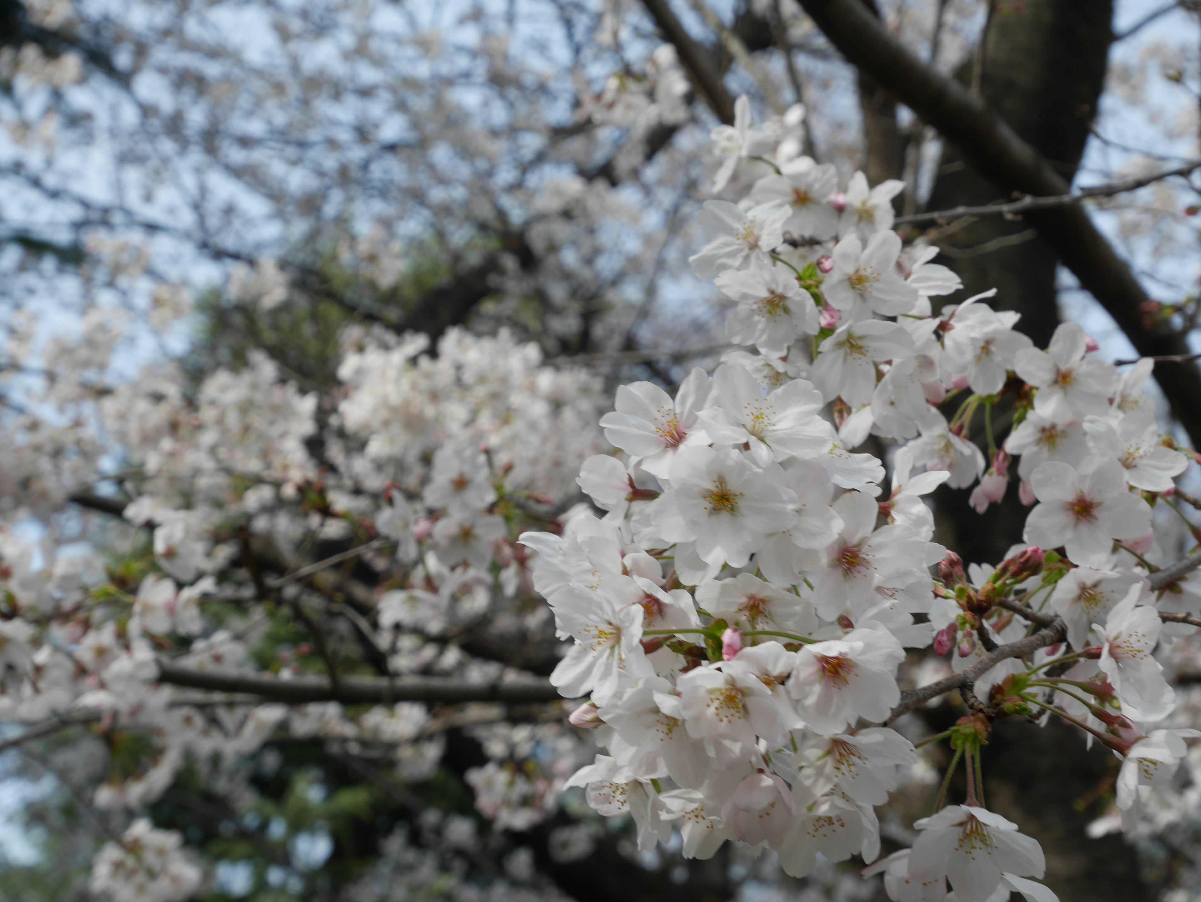 Nahaufnahme von Kirschblüten an einem Baum