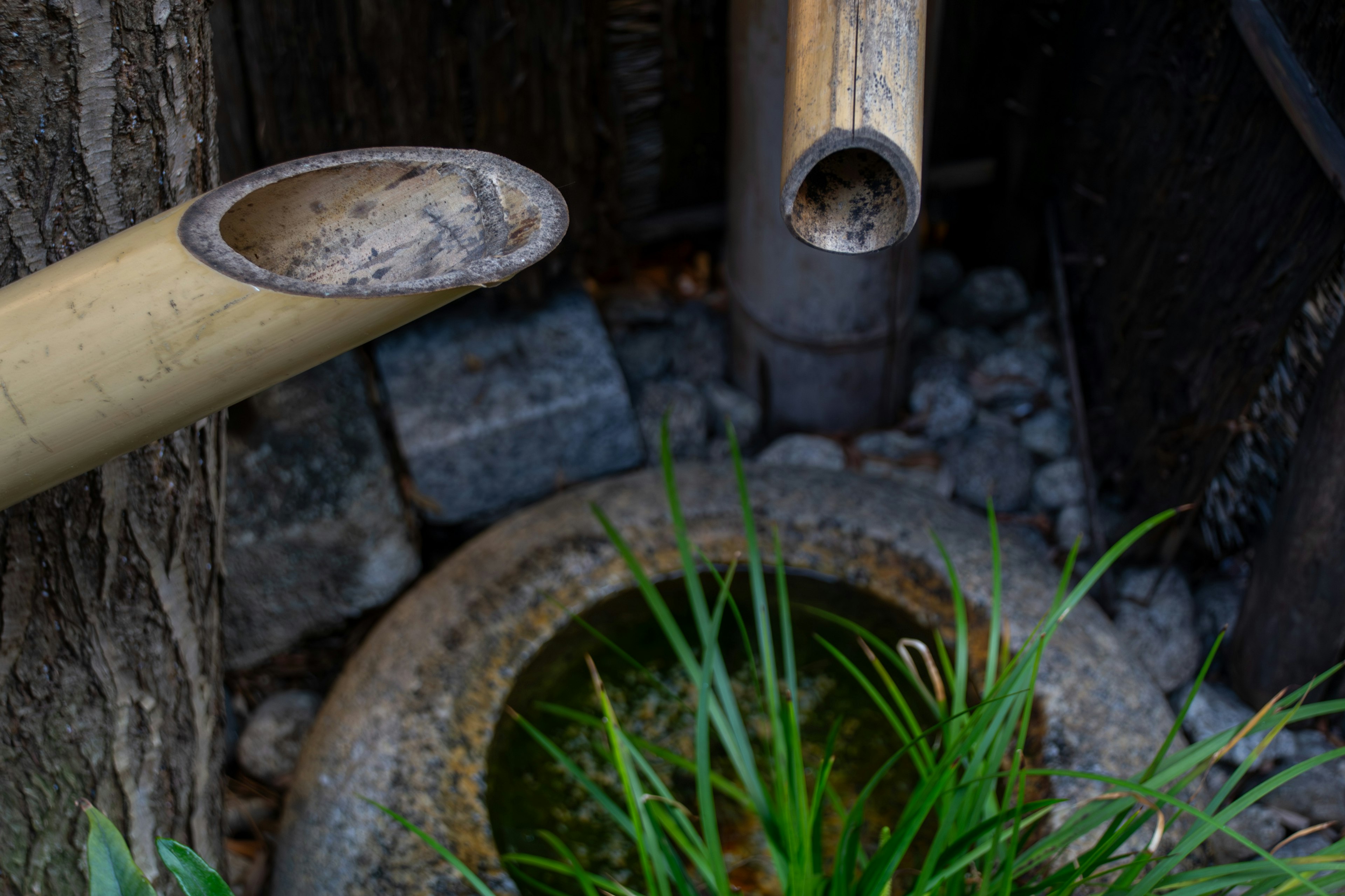 Scène de jardin sereine avec des canaux d'eau en bambou et des plantes vertes luxuriantes