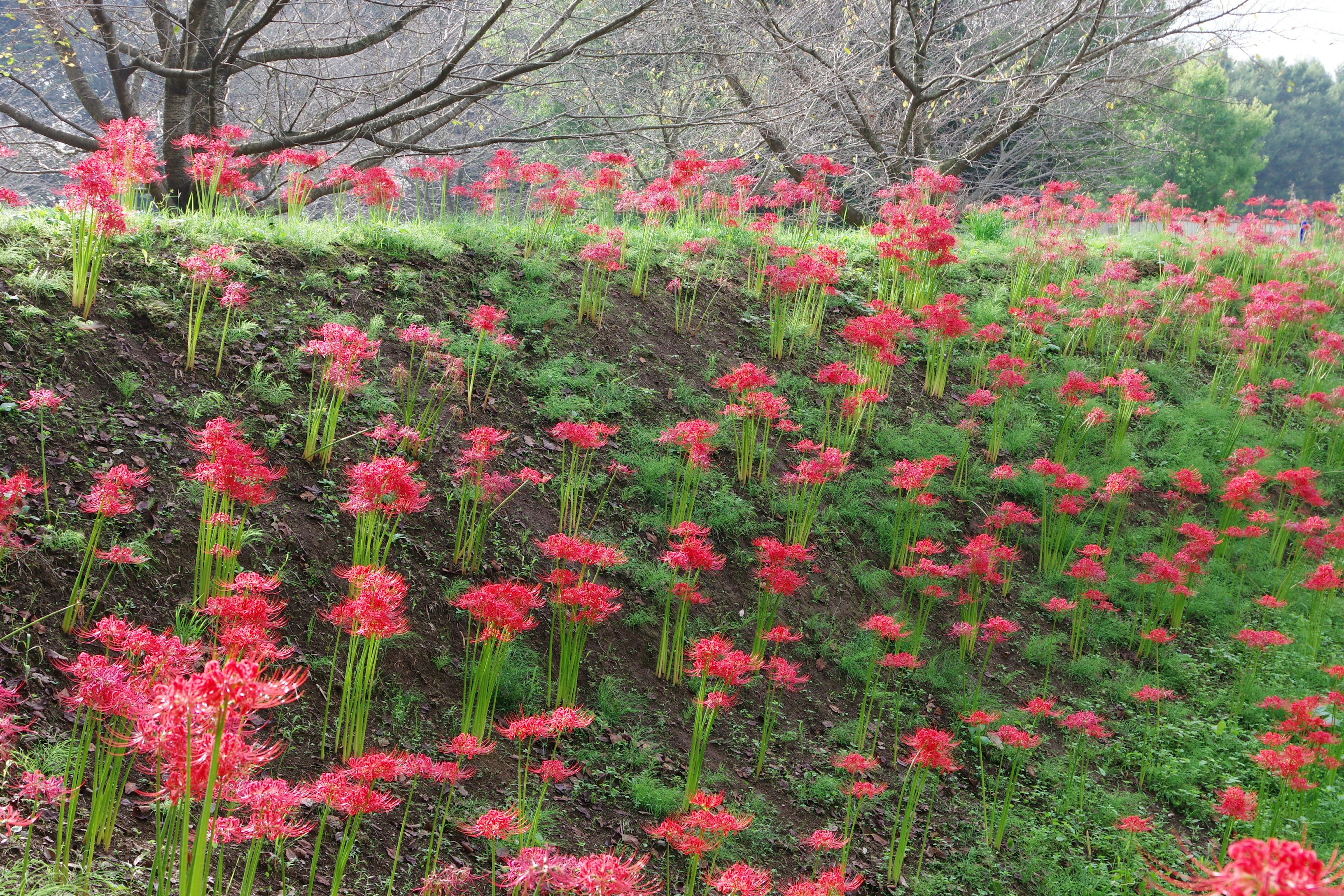 Field of red spider lilies blooming along a grassy slope